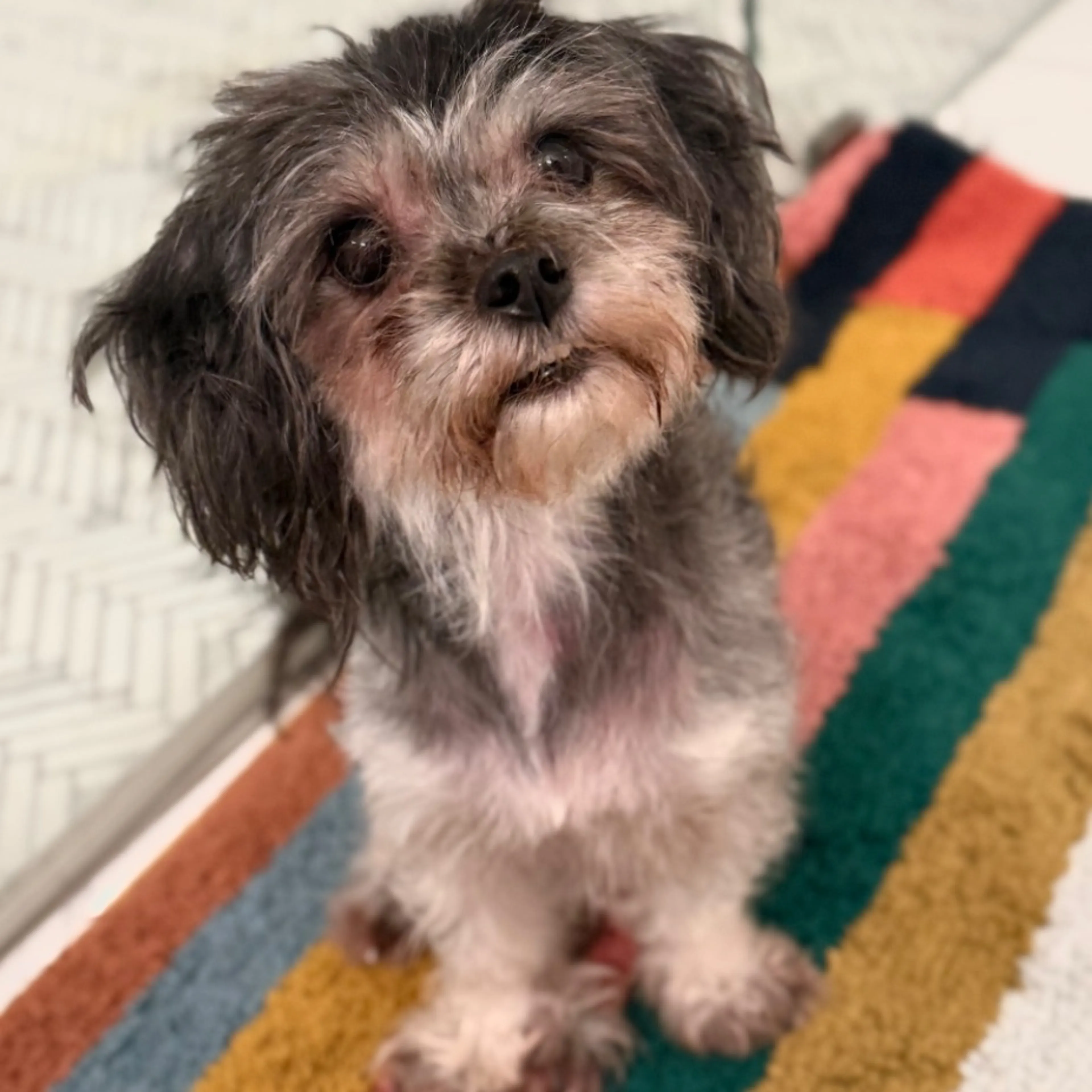 Found pet