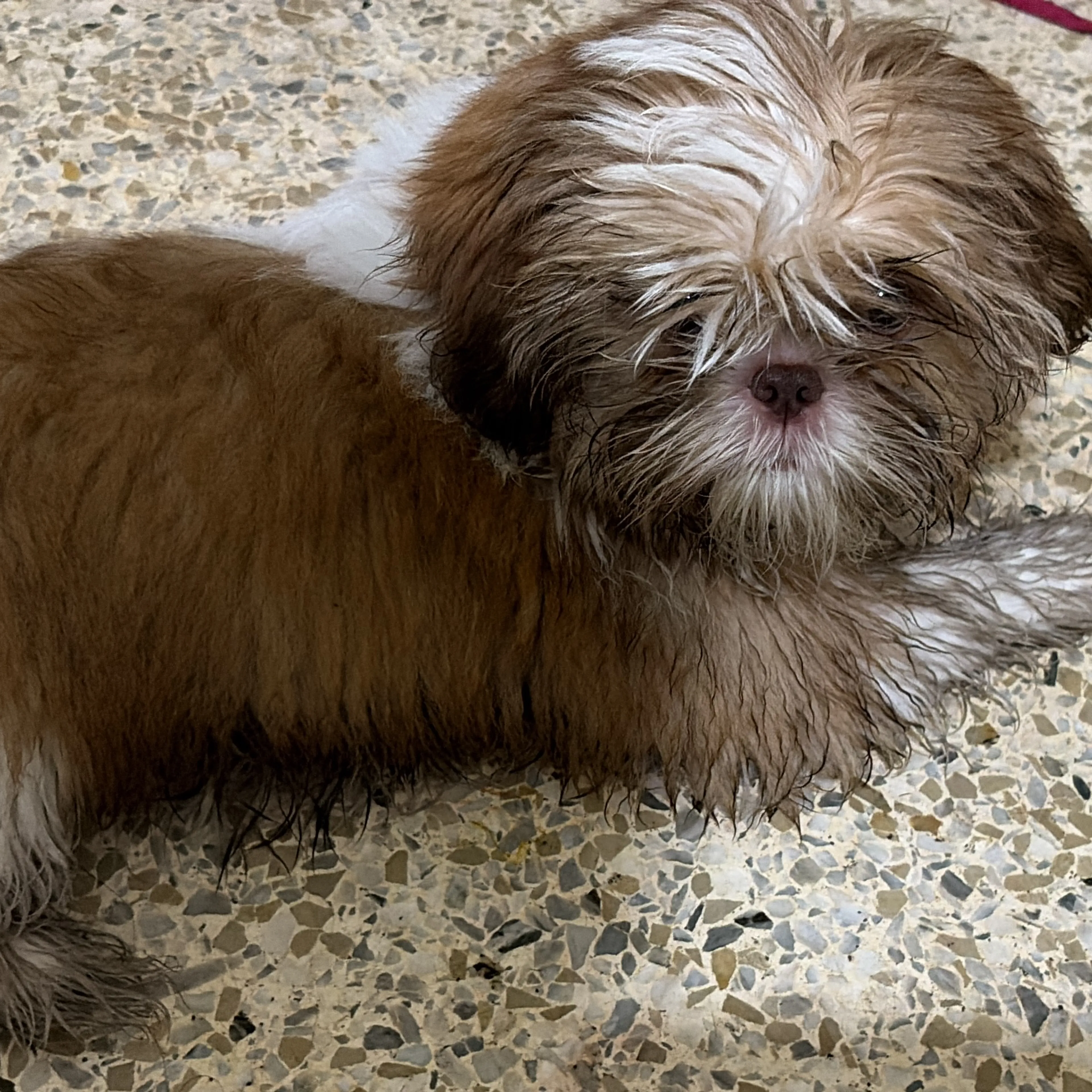 Lost pet-1