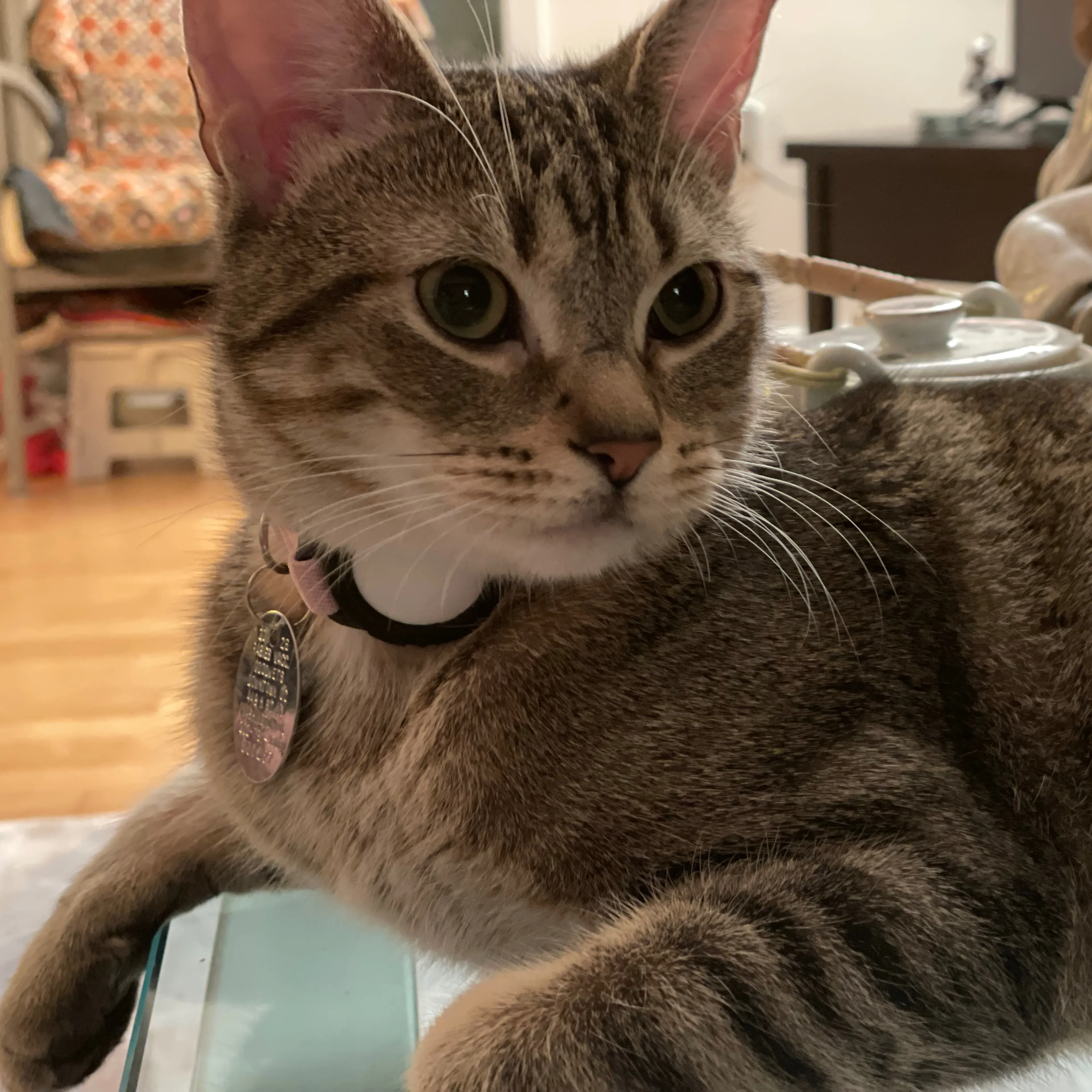 Found pet-2