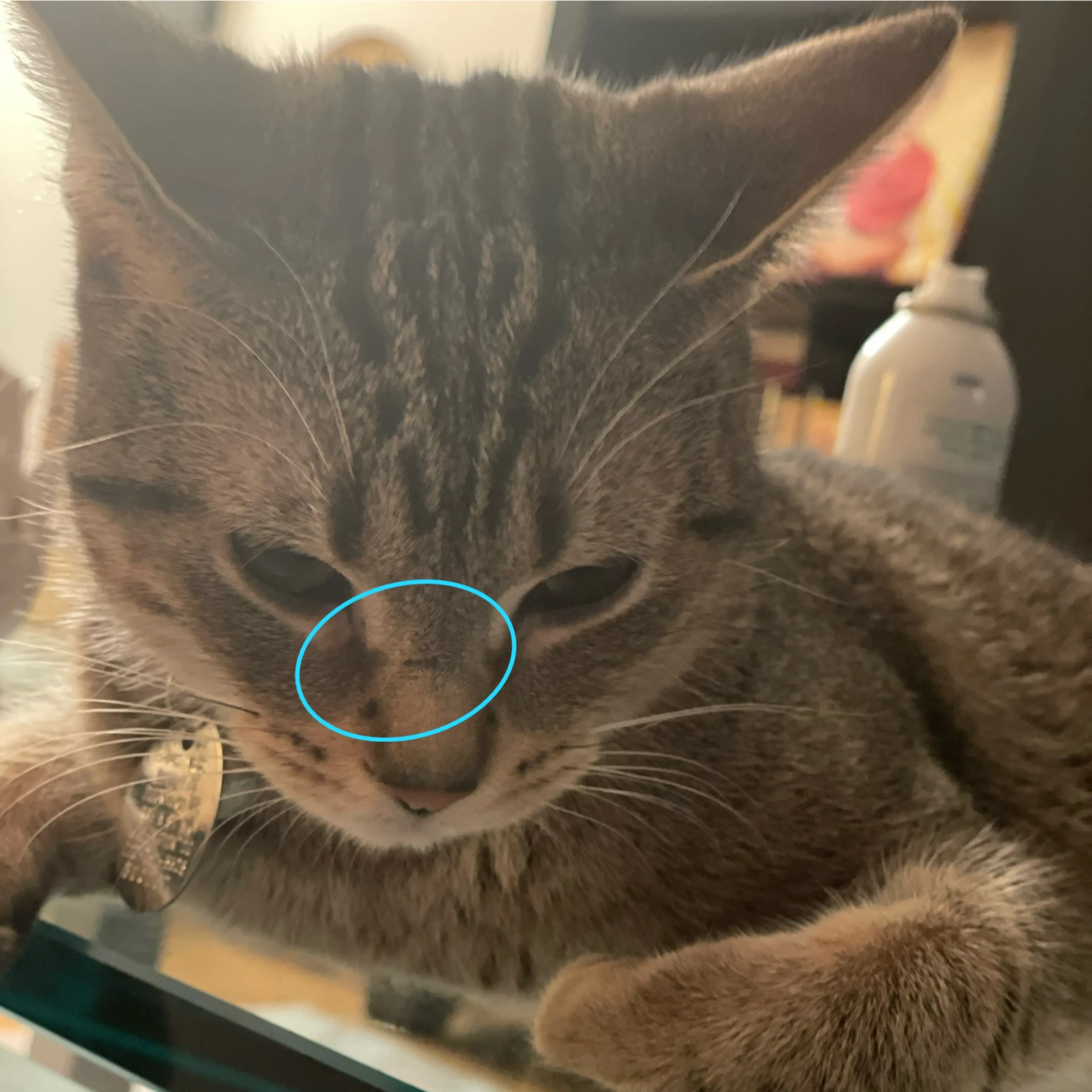 Found pet-3