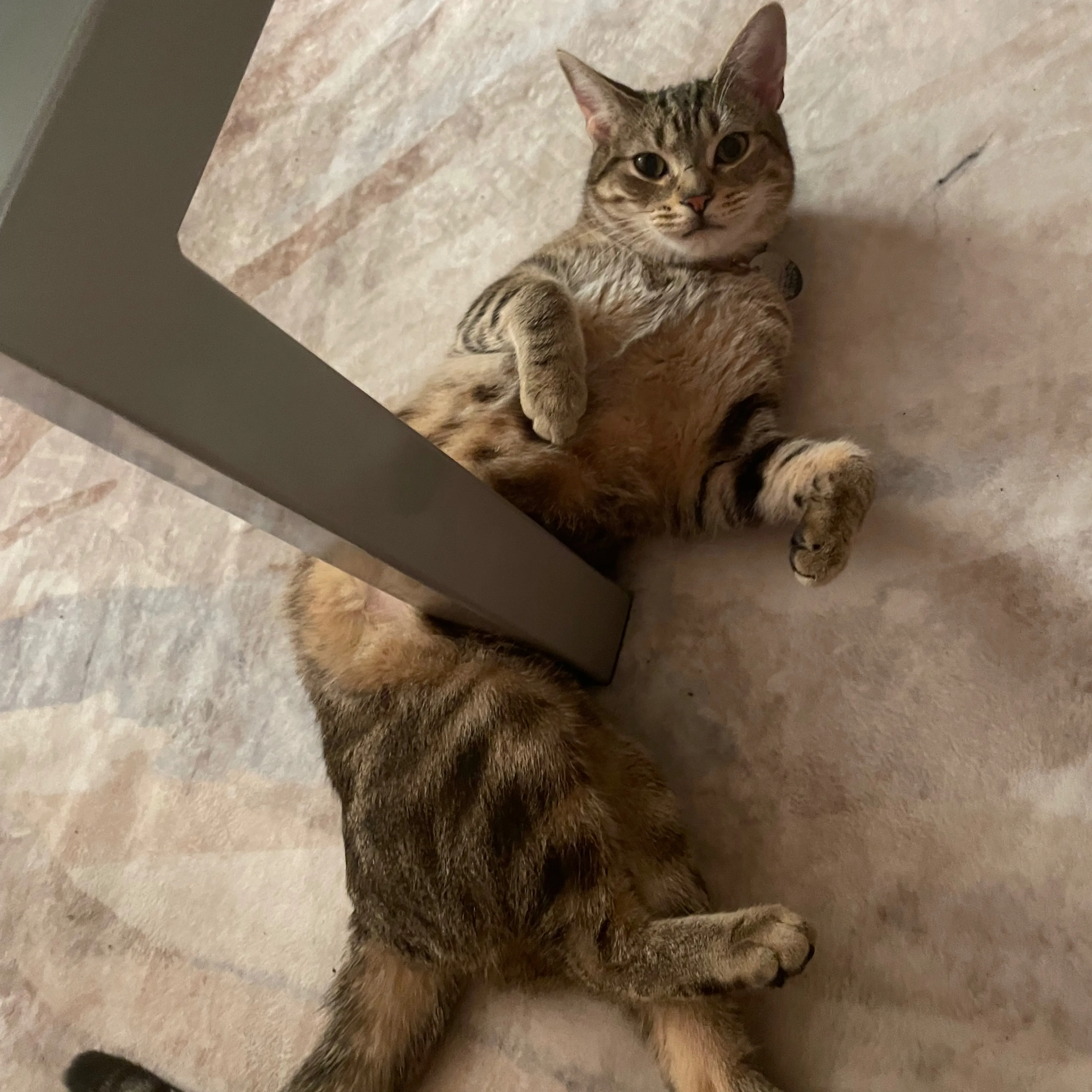 Found pet-0