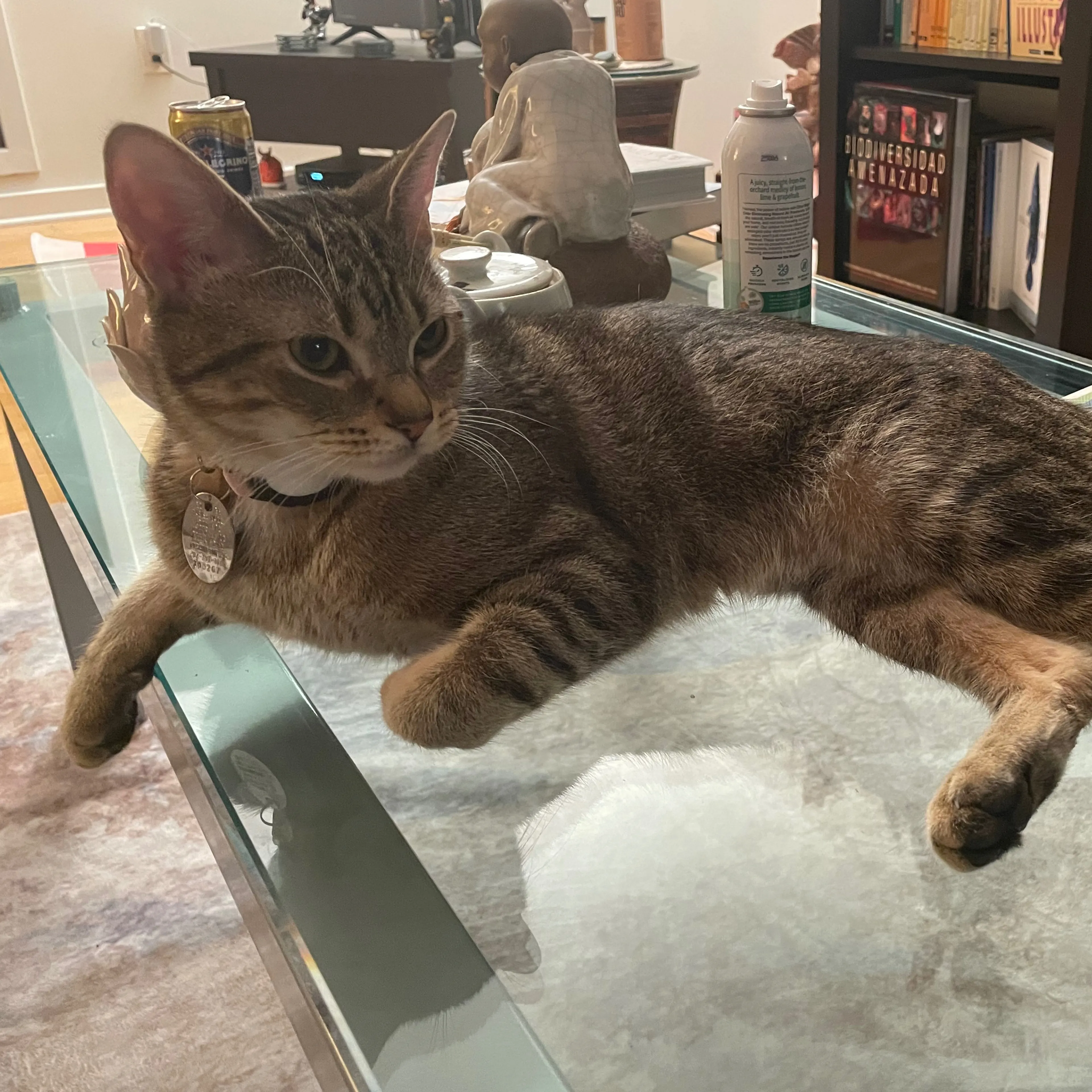 Found pet-1