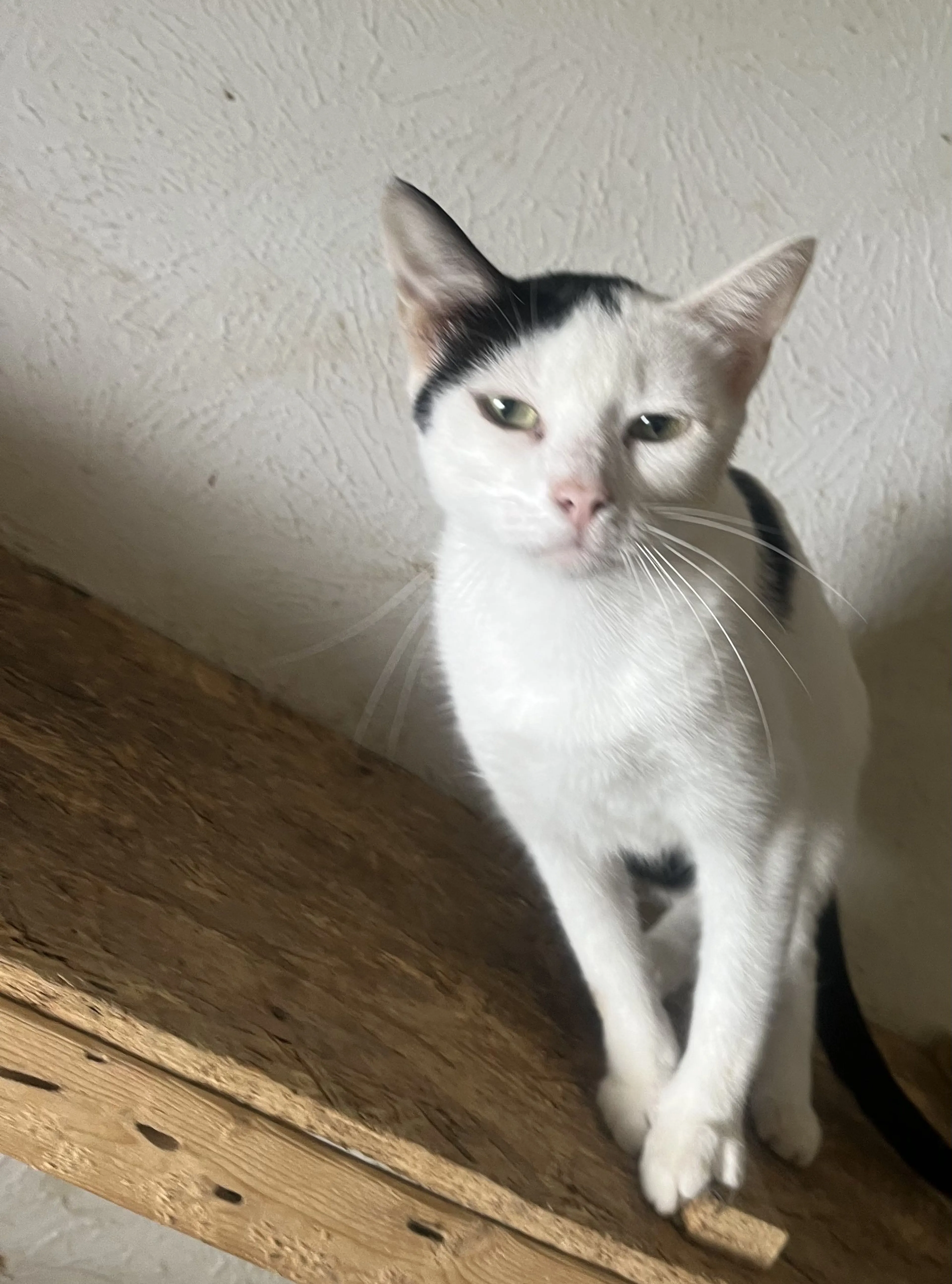 Lost pet-0