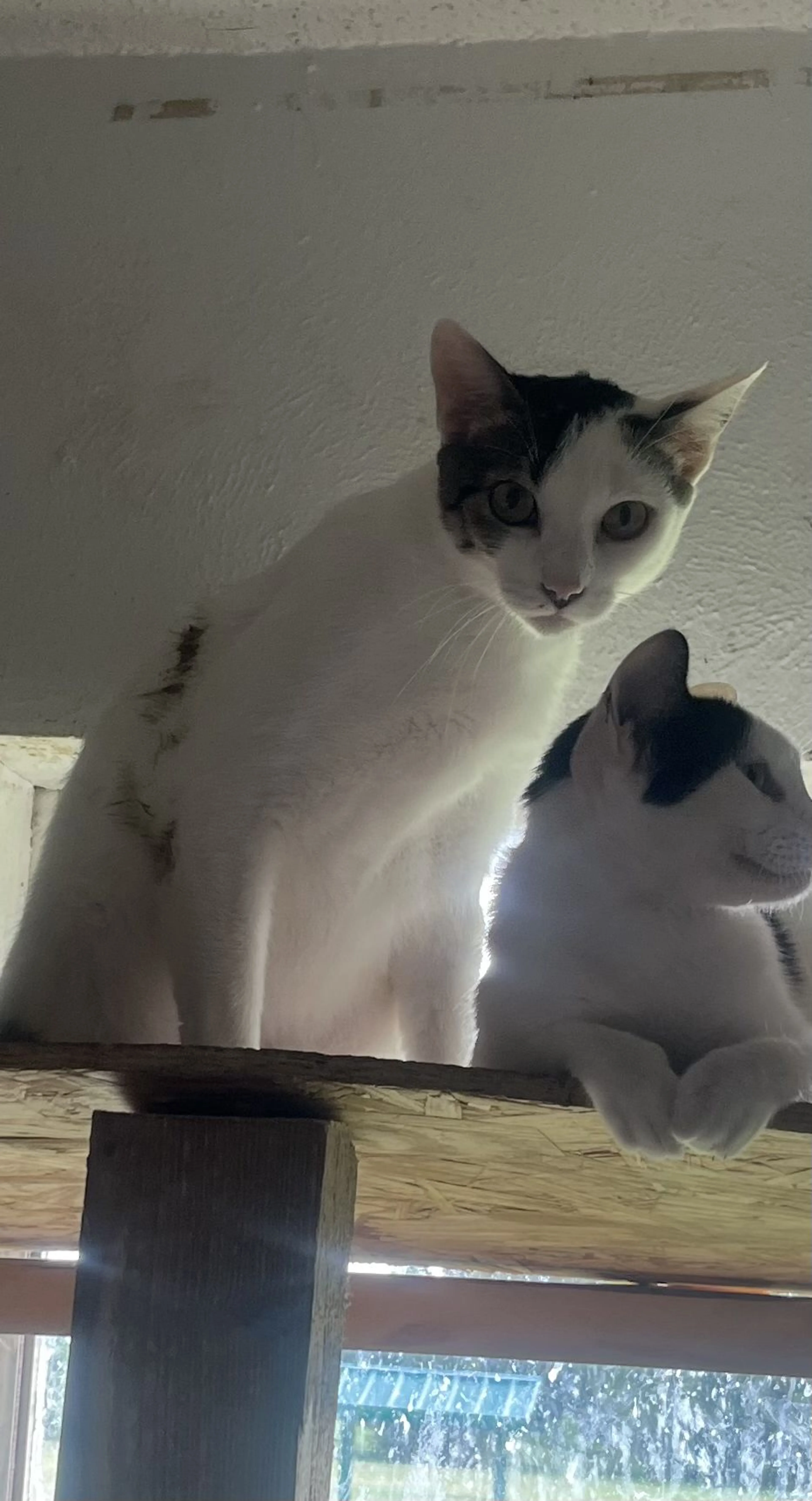 Lost pet-1