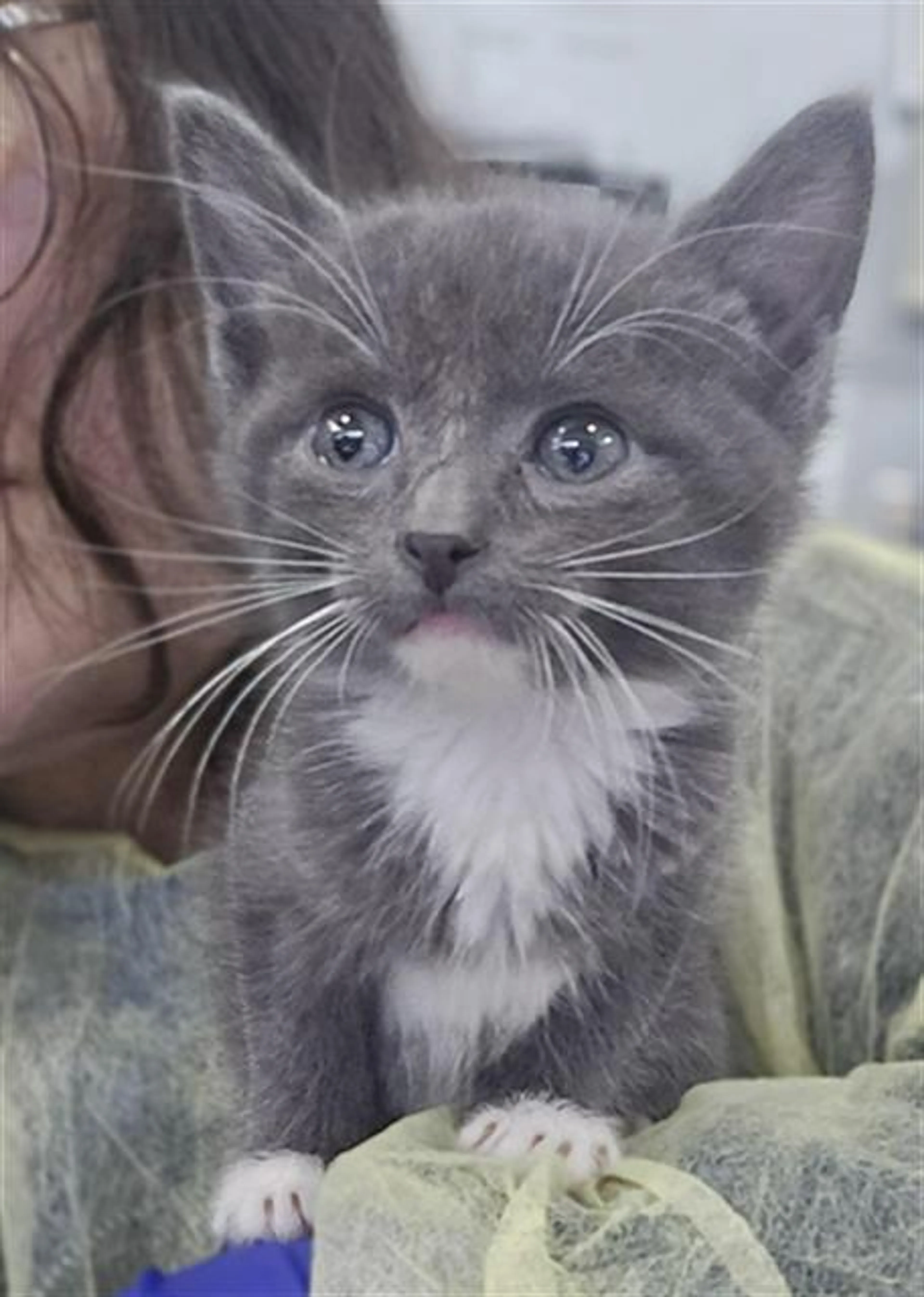 Found pet