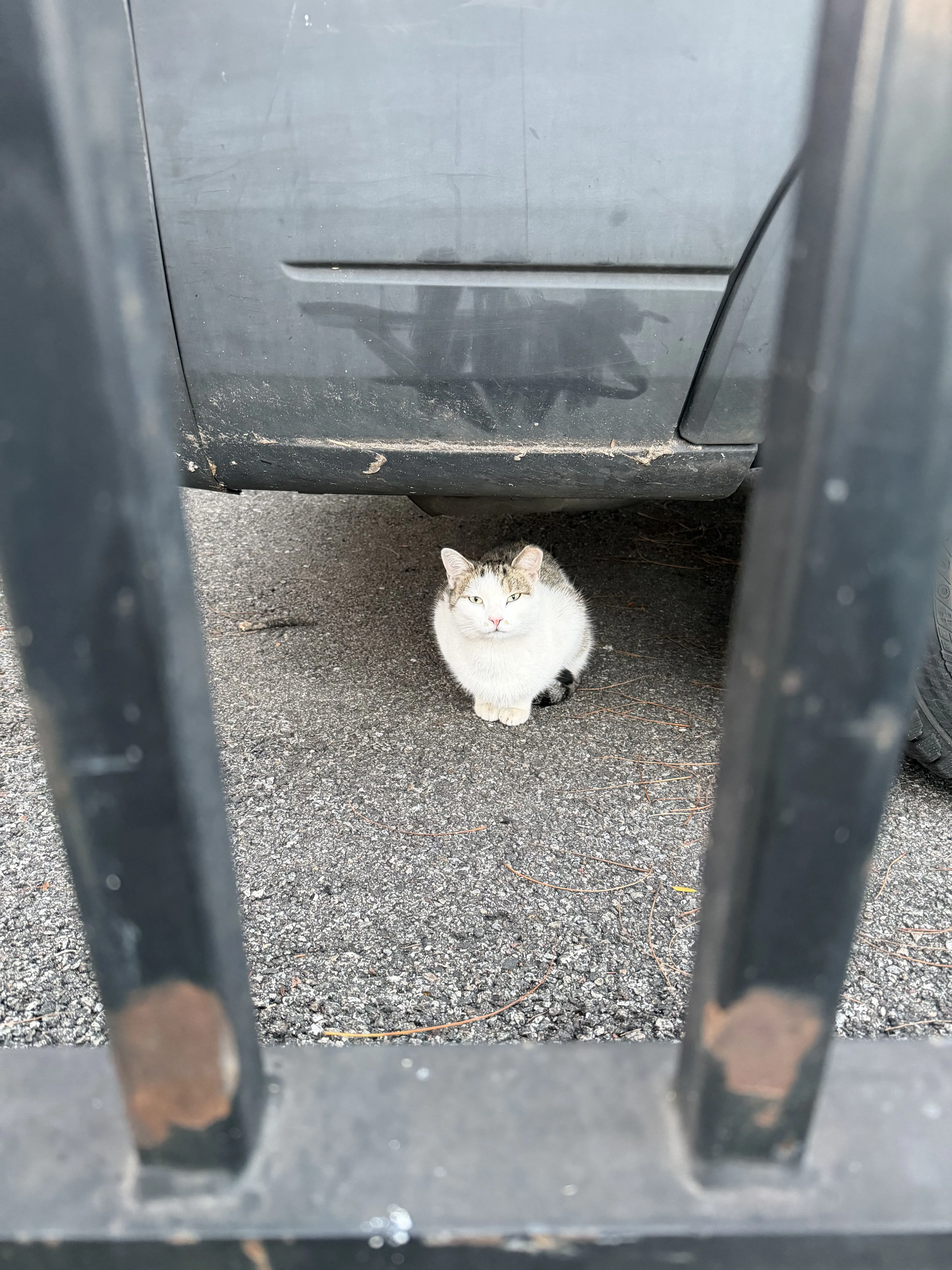 Lost pet