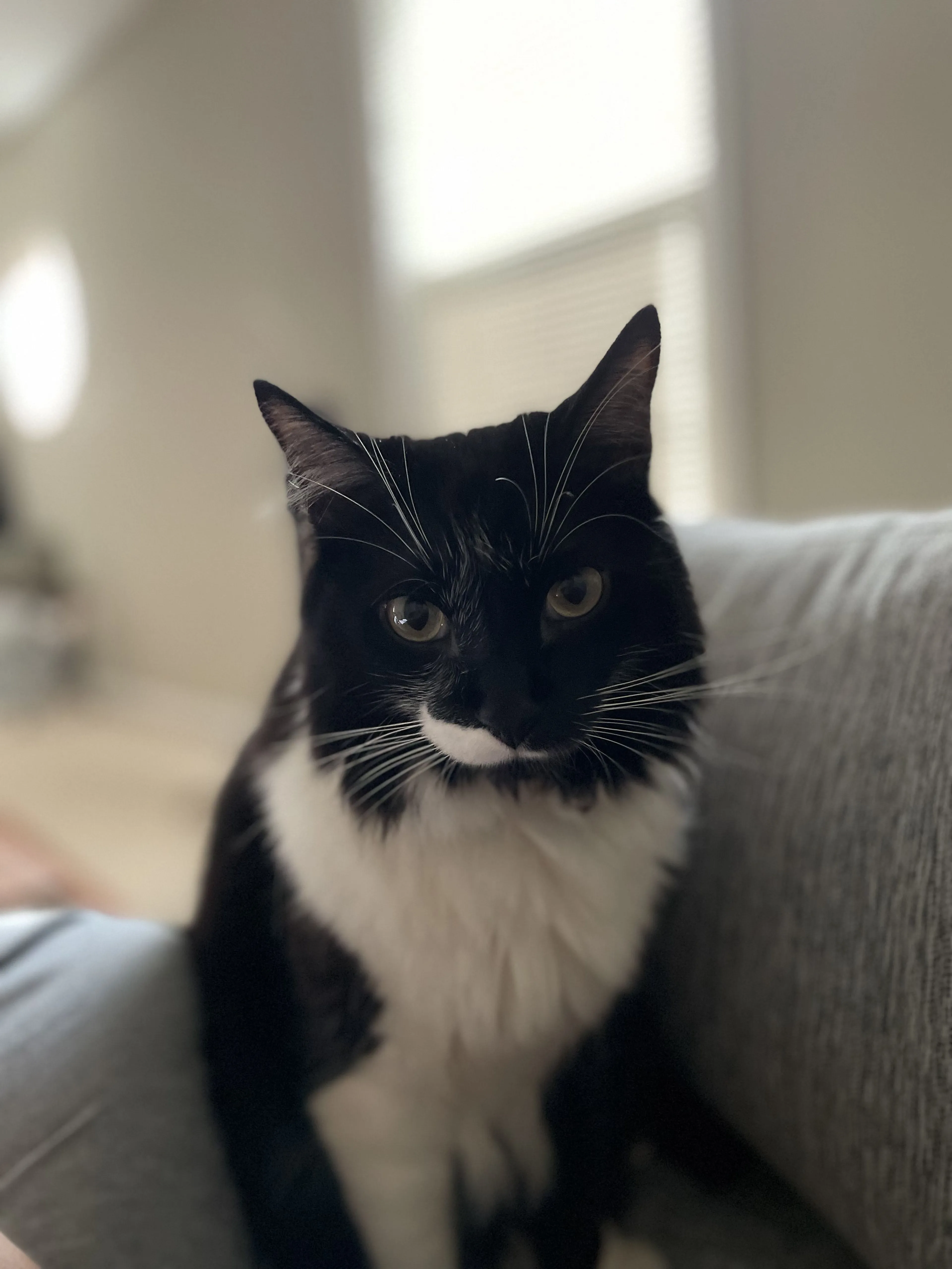 Lost pet-1
