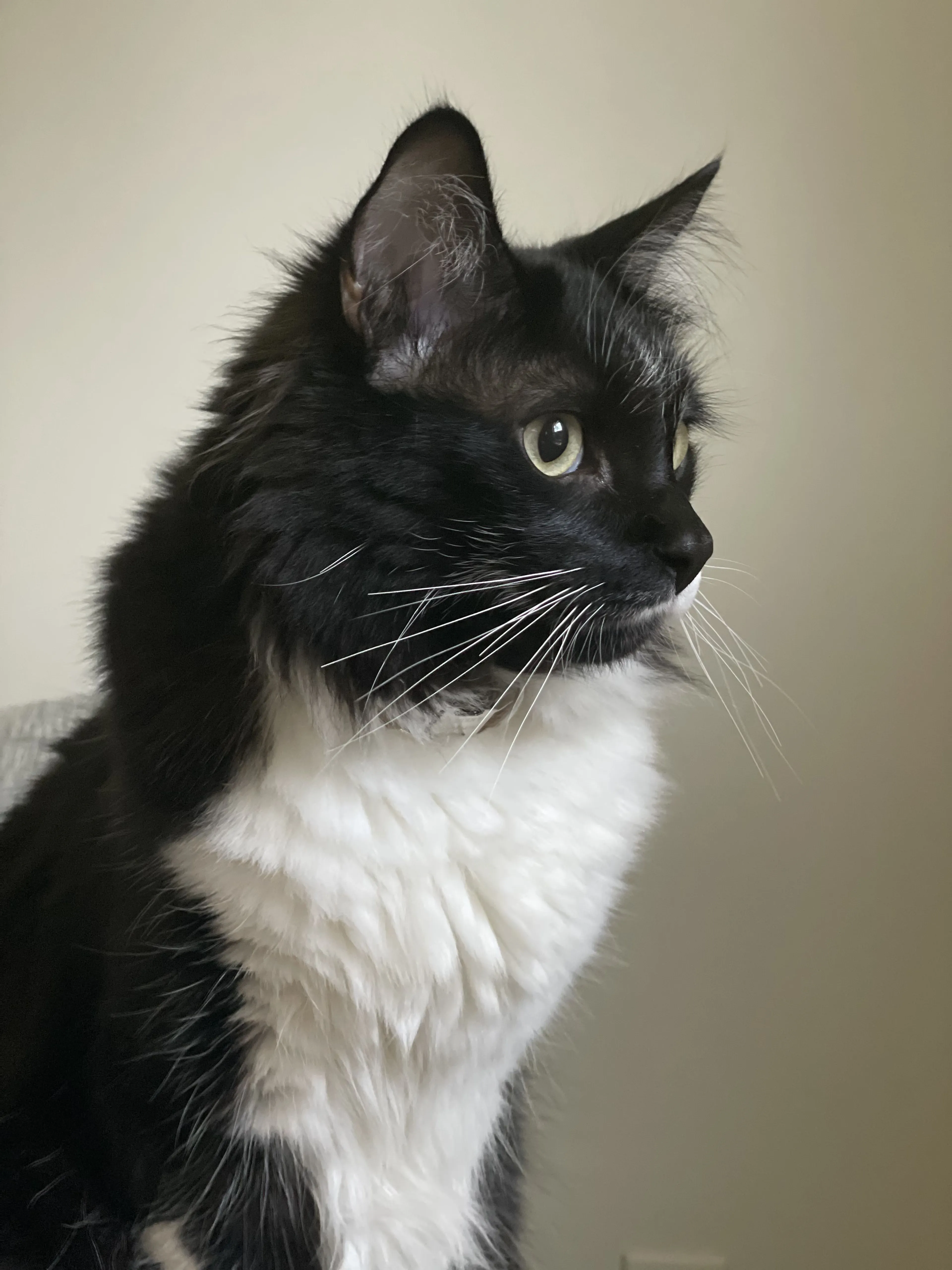 Lost pet-0