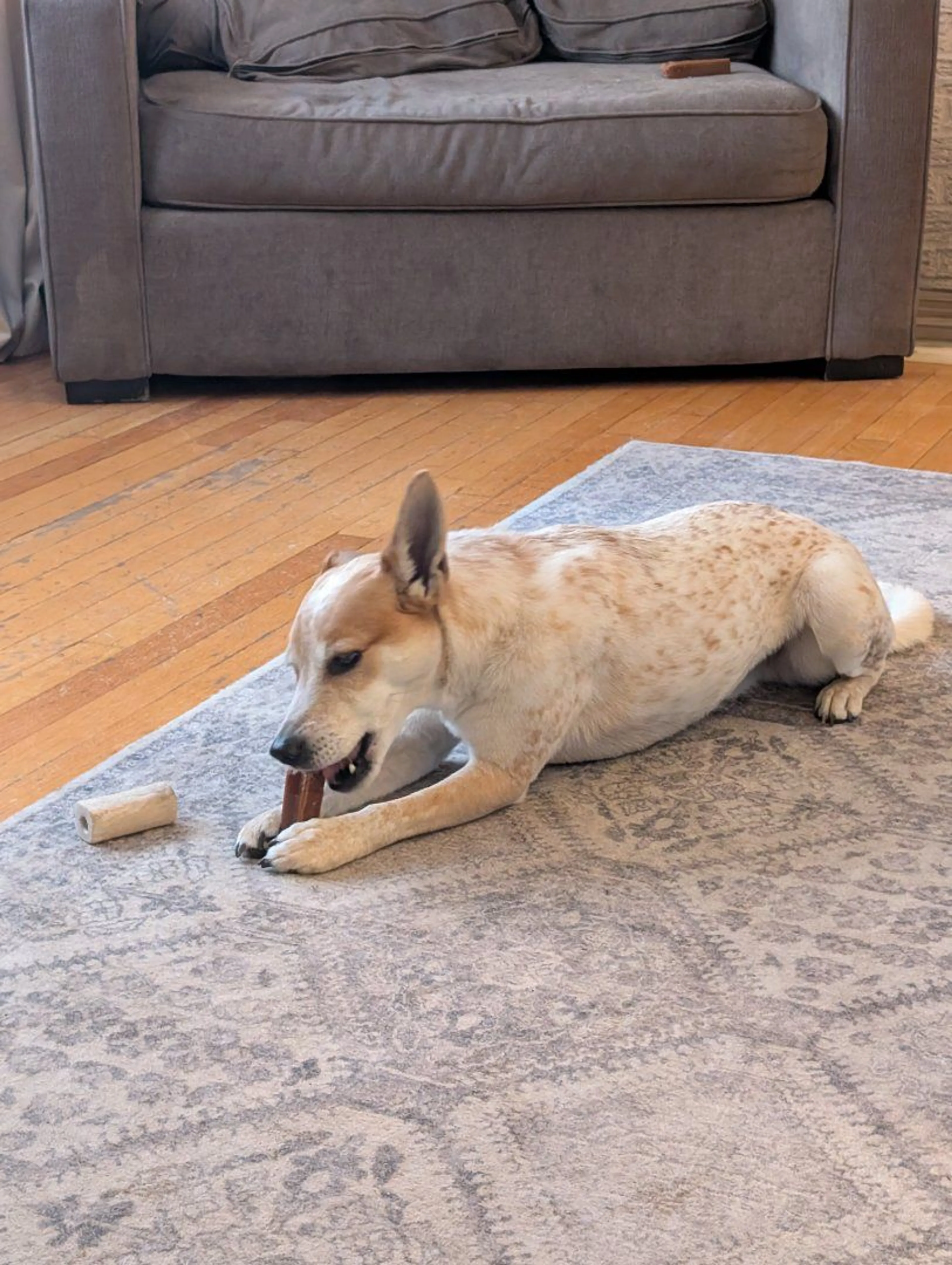 Lost pet