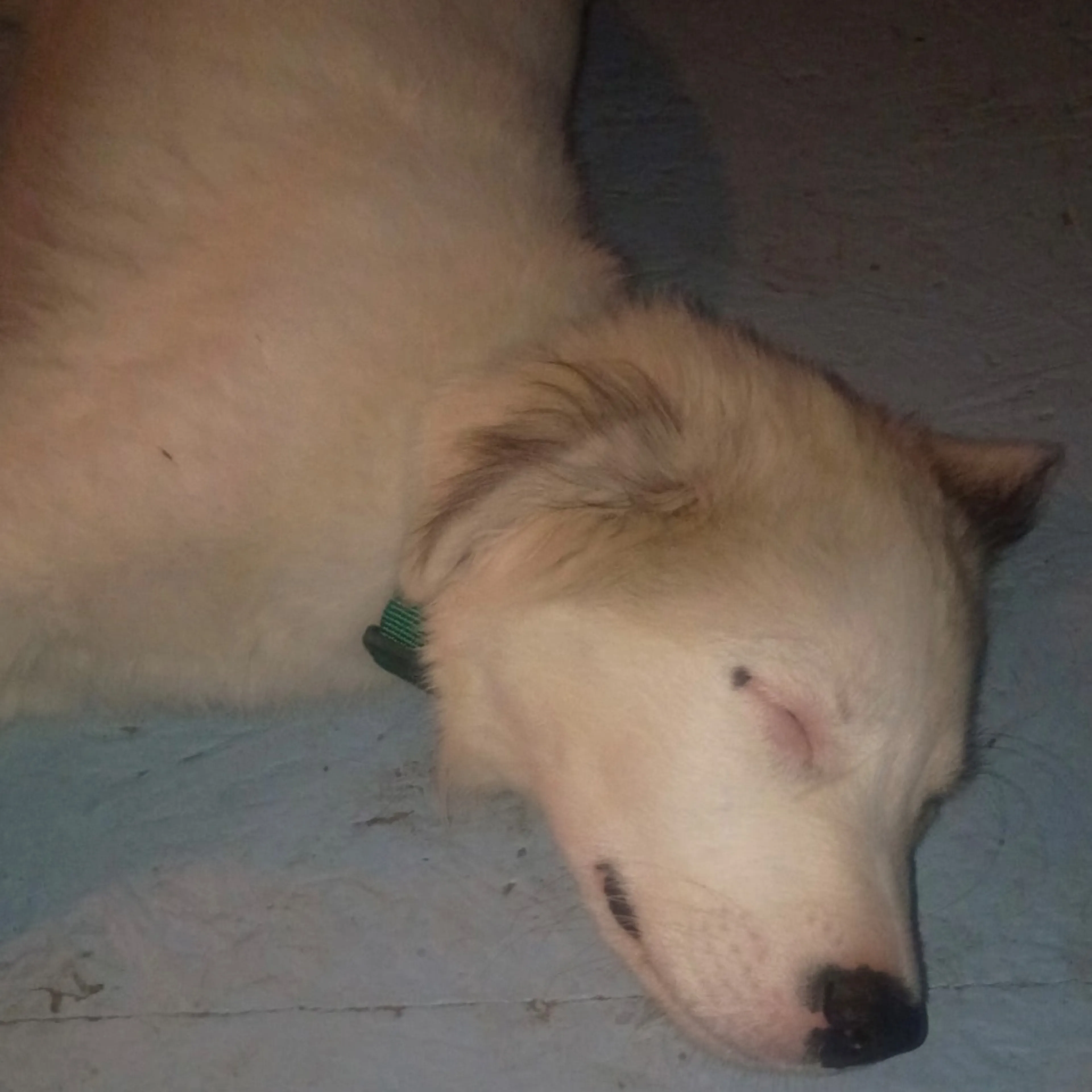 Lost pet