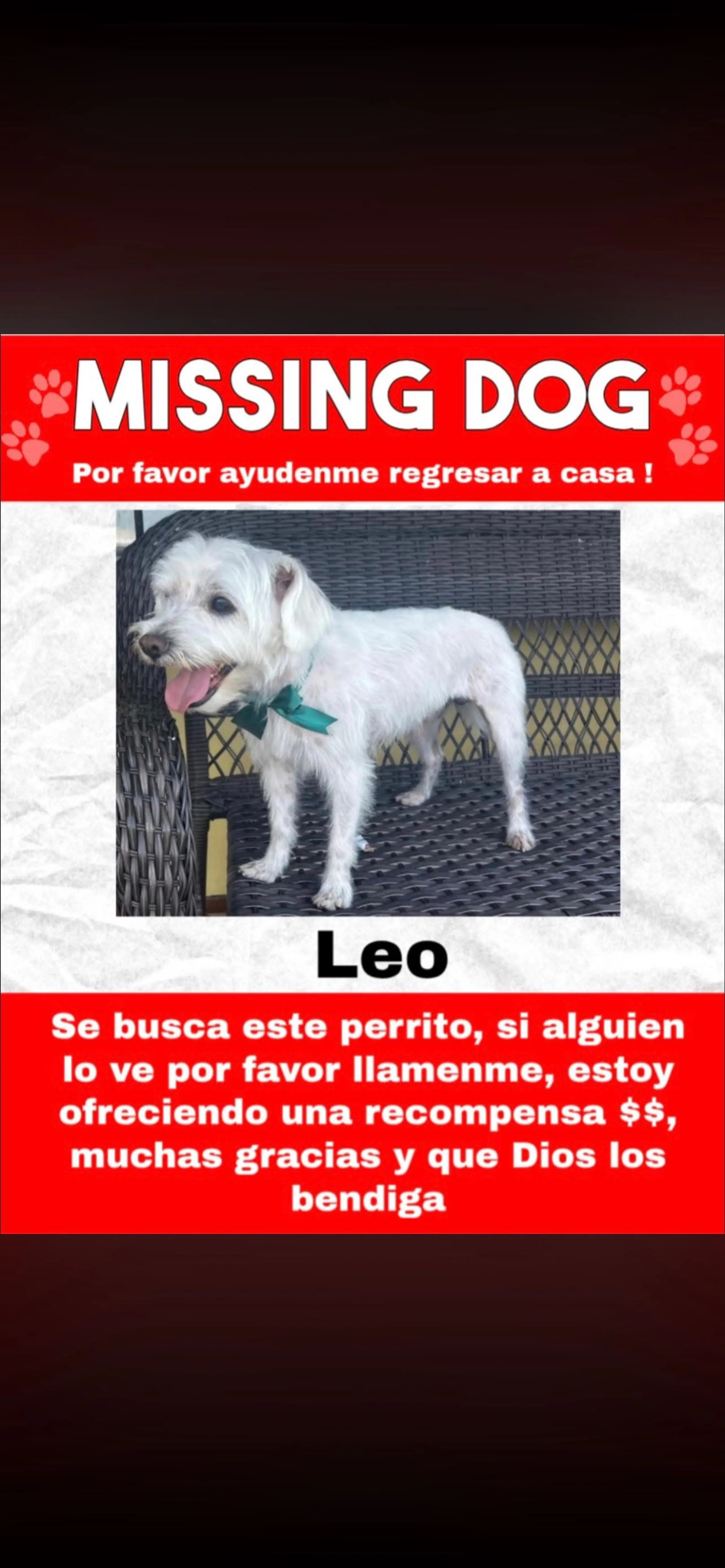 Lost pet