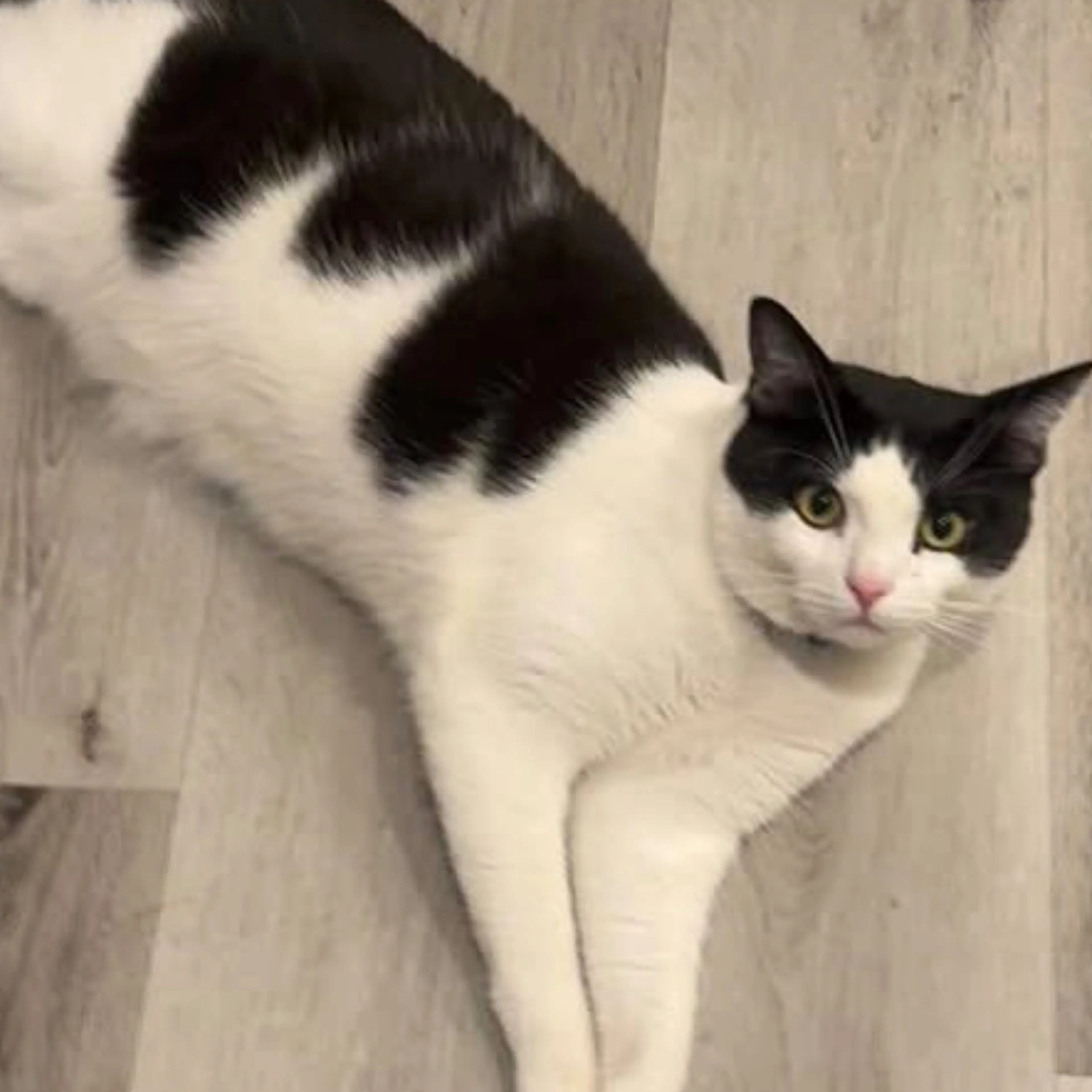 Lost pet-0