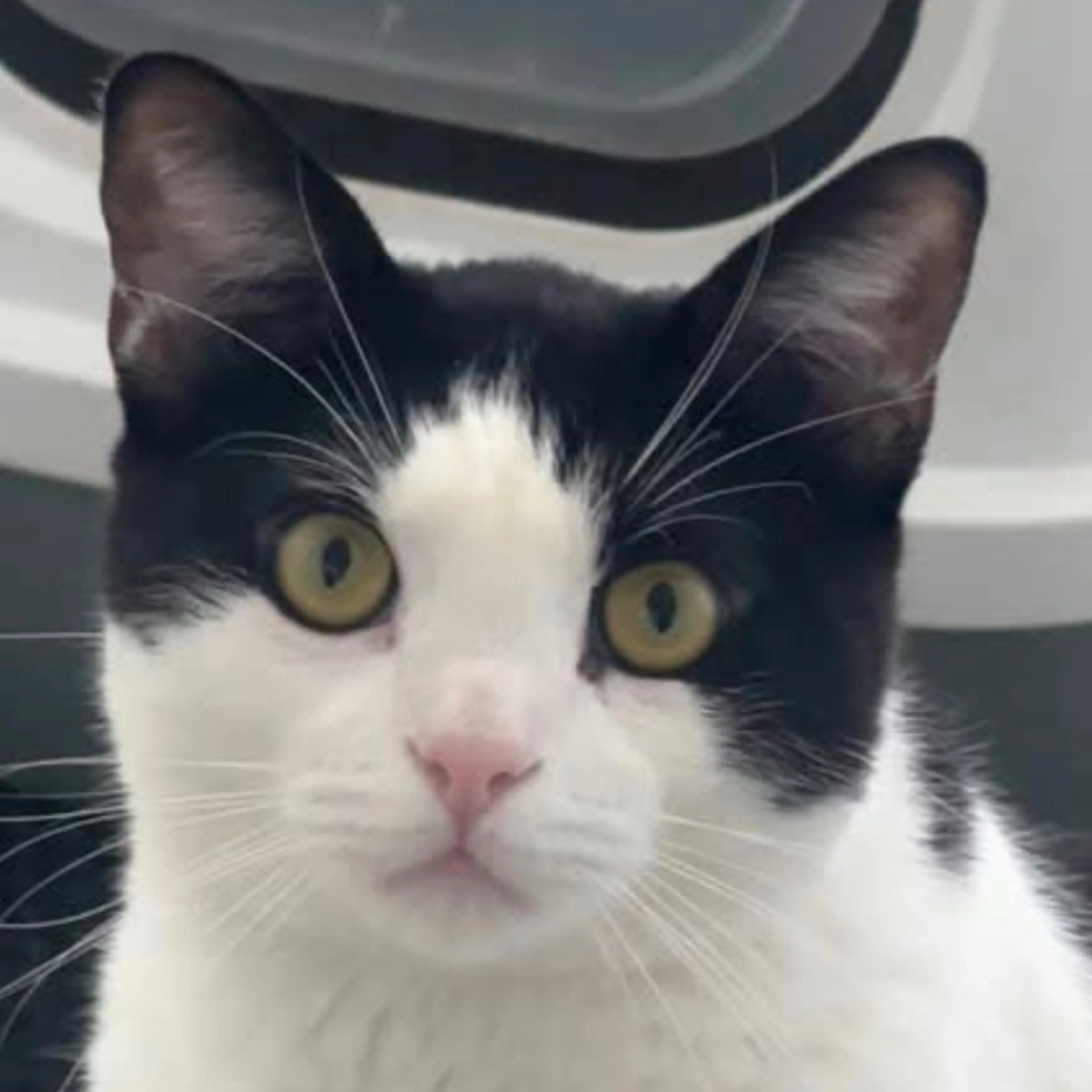 Lost pet-2