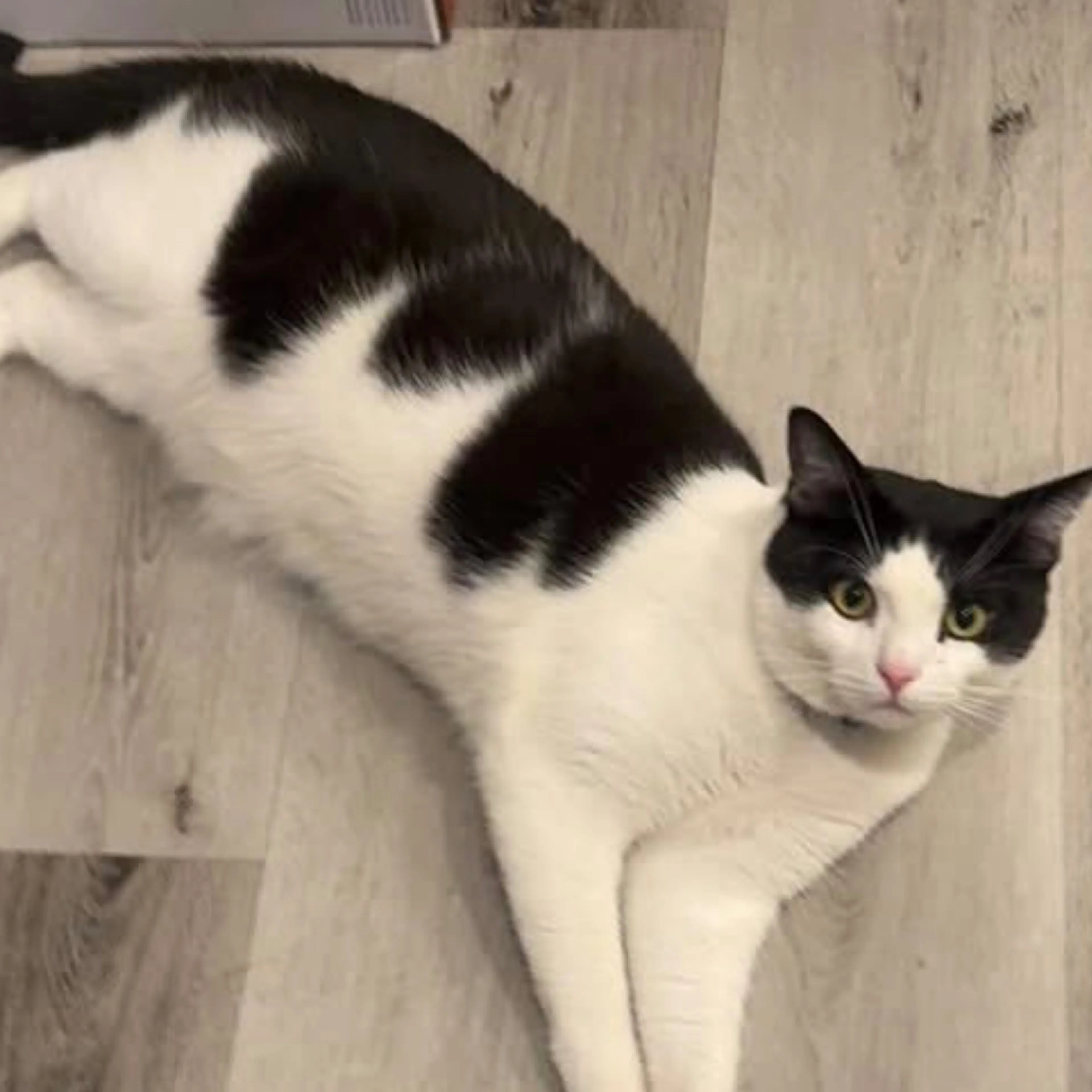 Lost pet-1