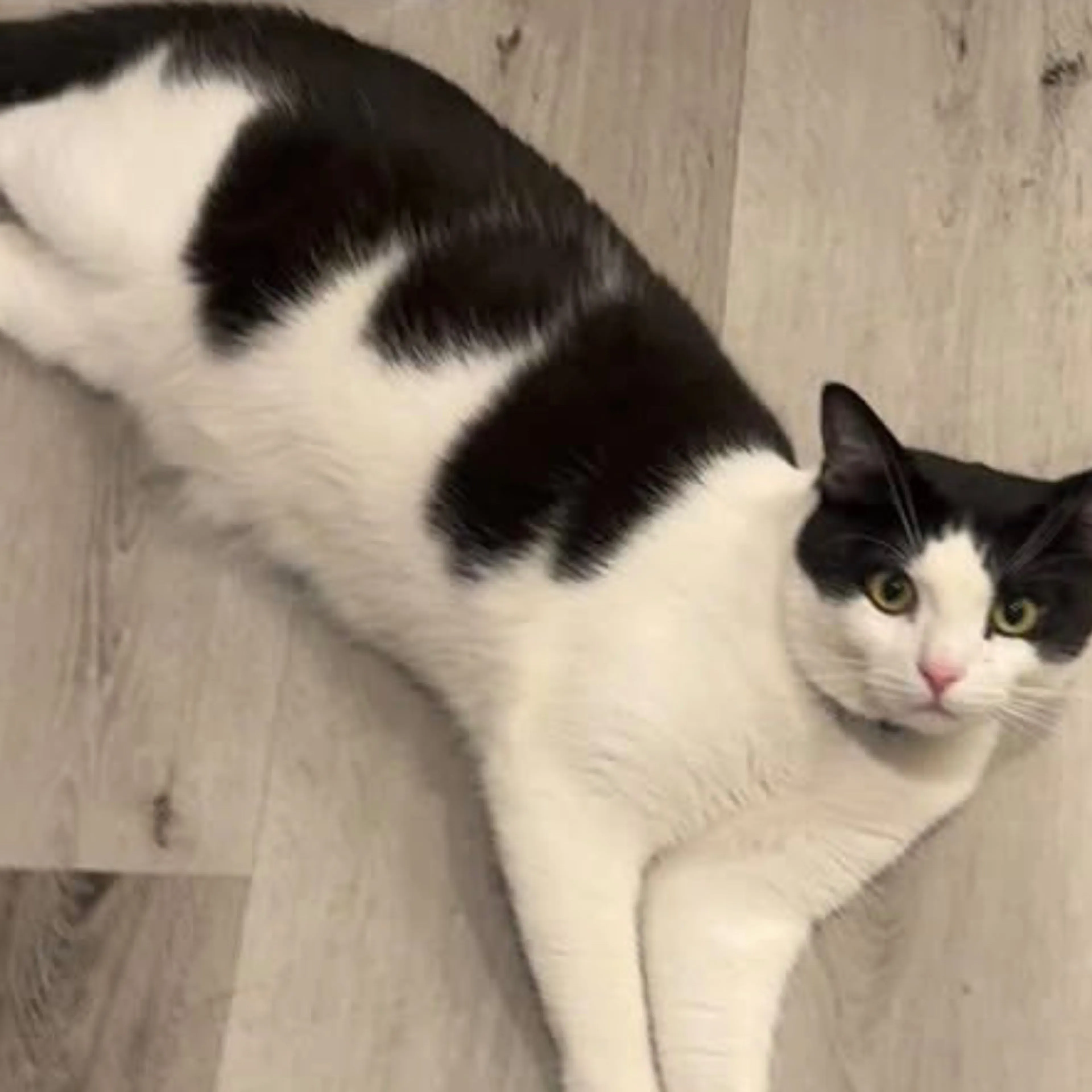 Lost pet-3