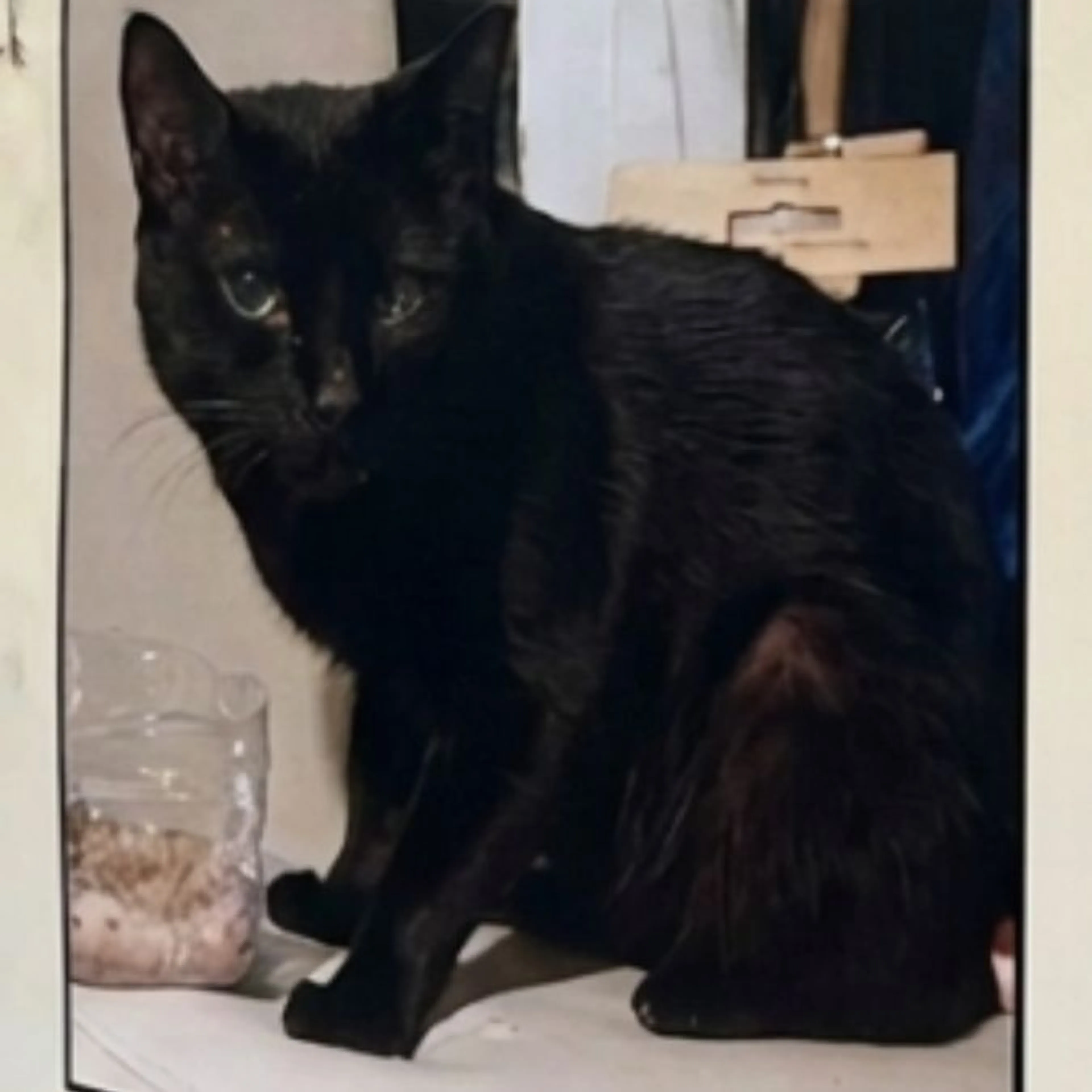 Lost pet-0