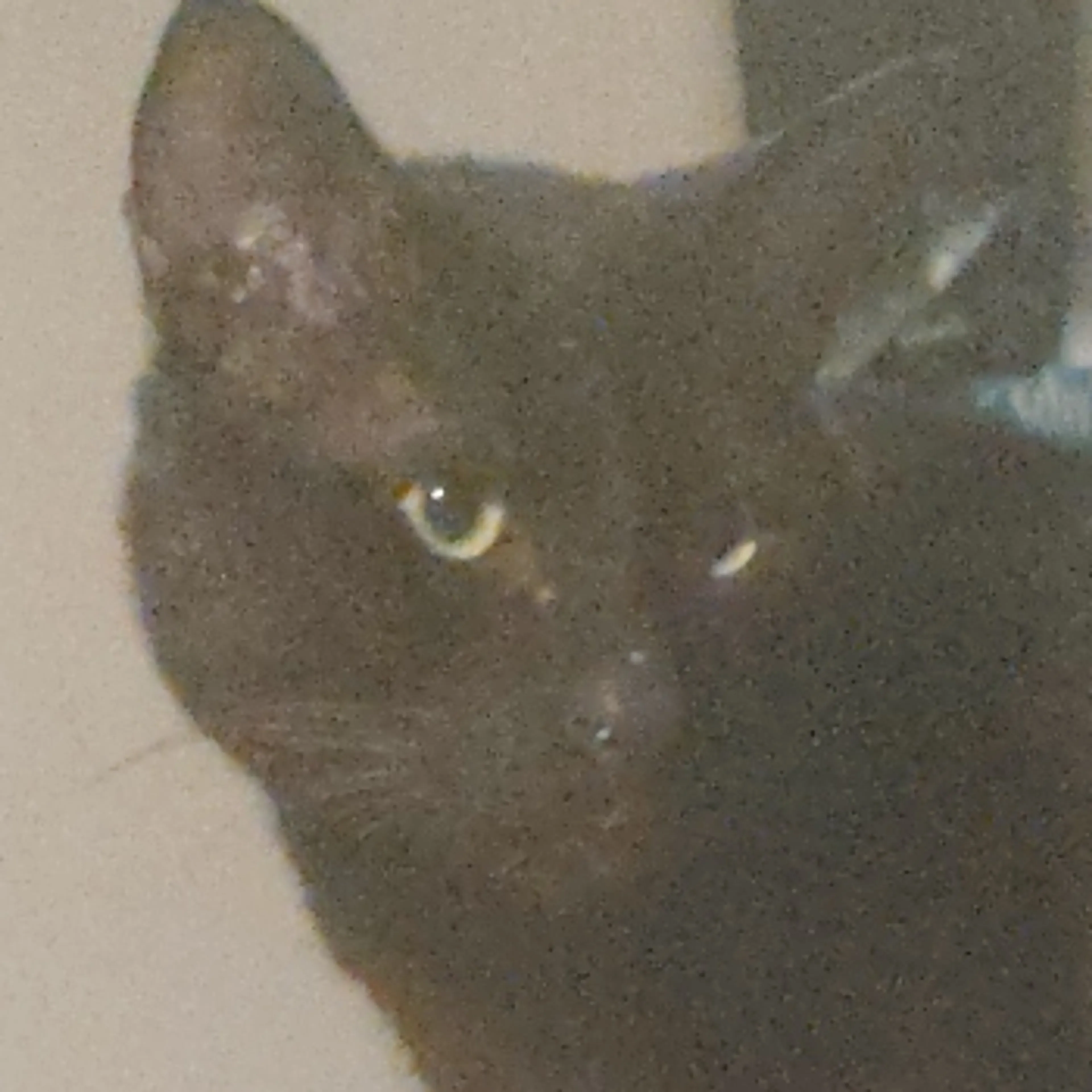 Lost pet-2