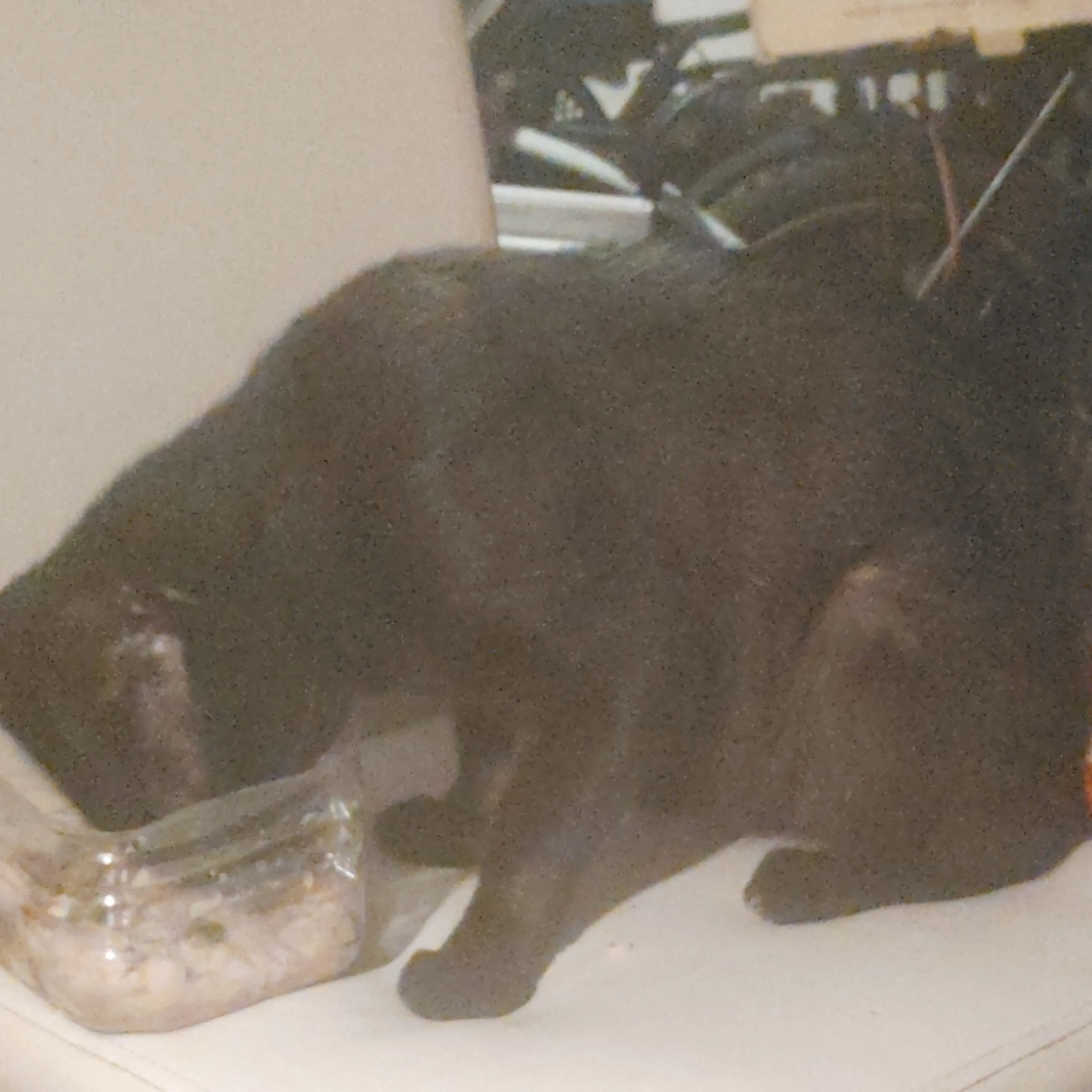 Lost pet-1
