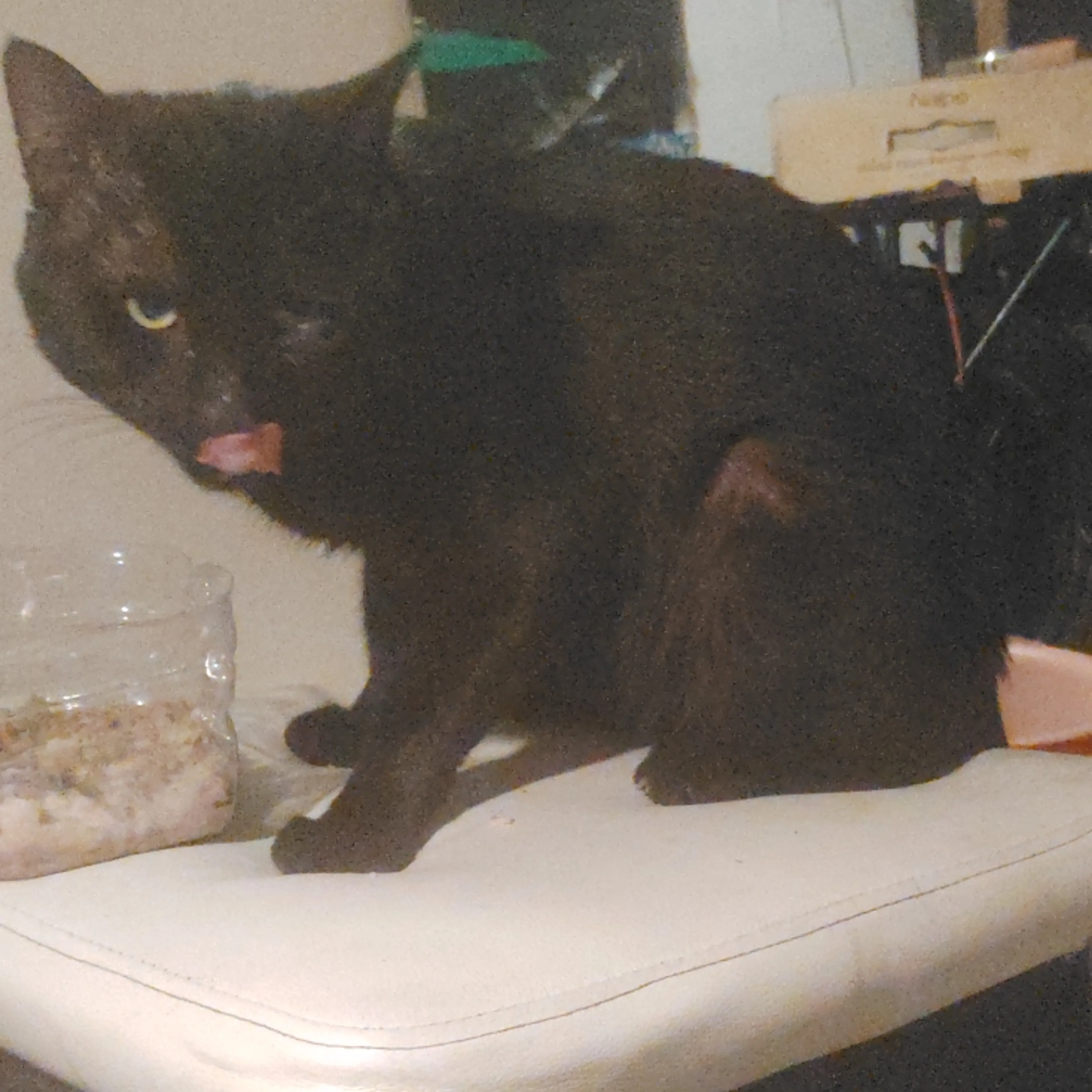 Lost pet-3