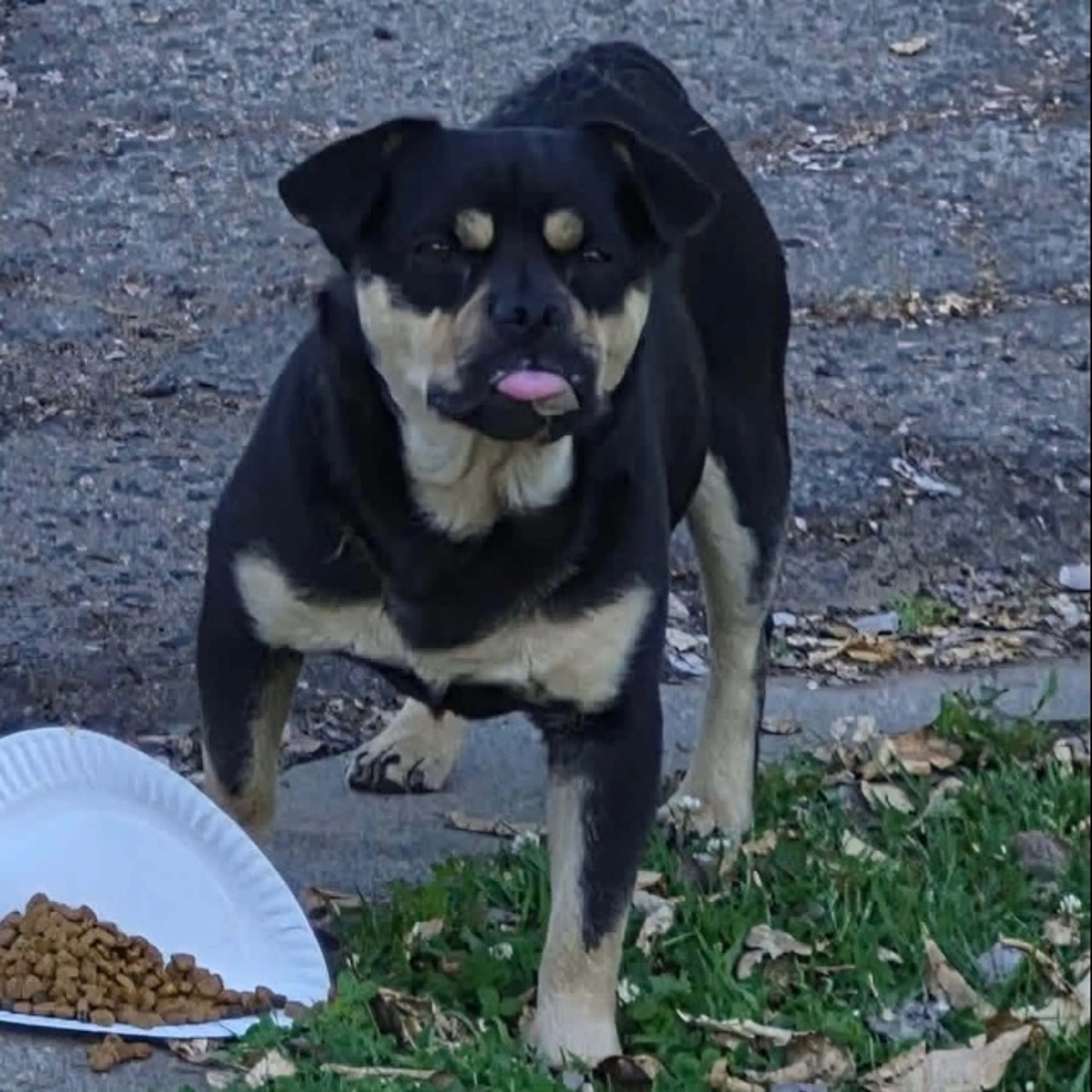 Found pet