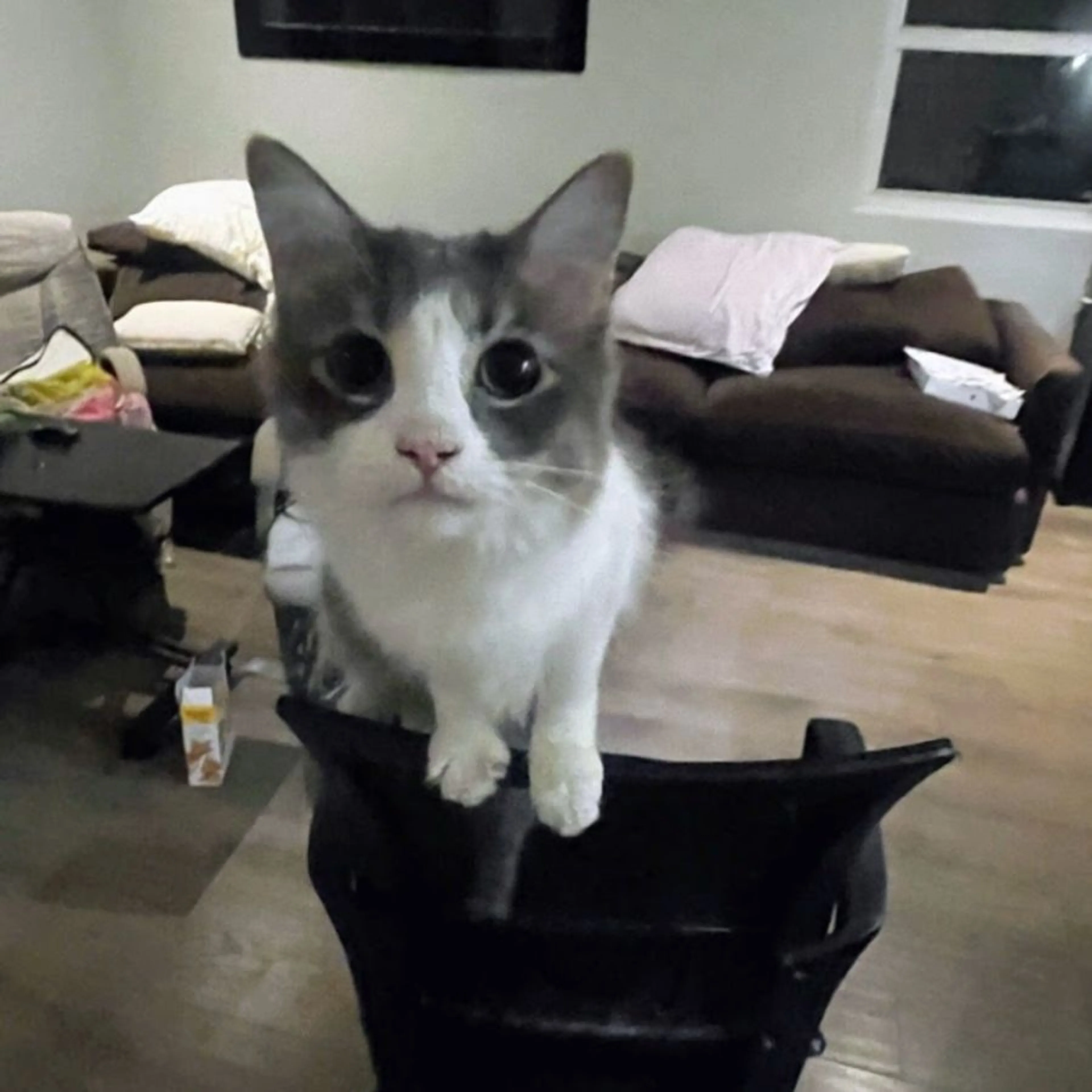 Lost pet