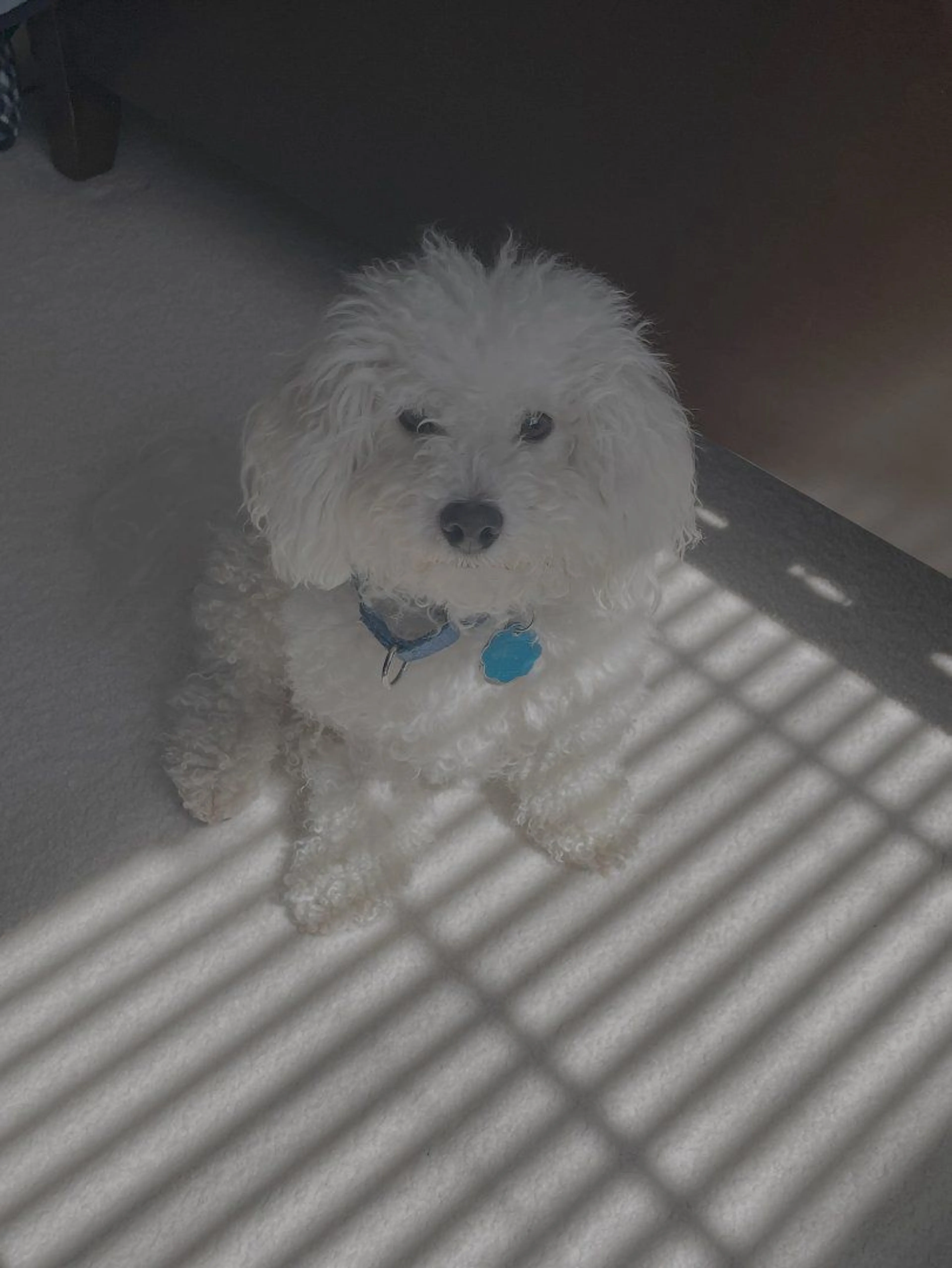 Lost pet