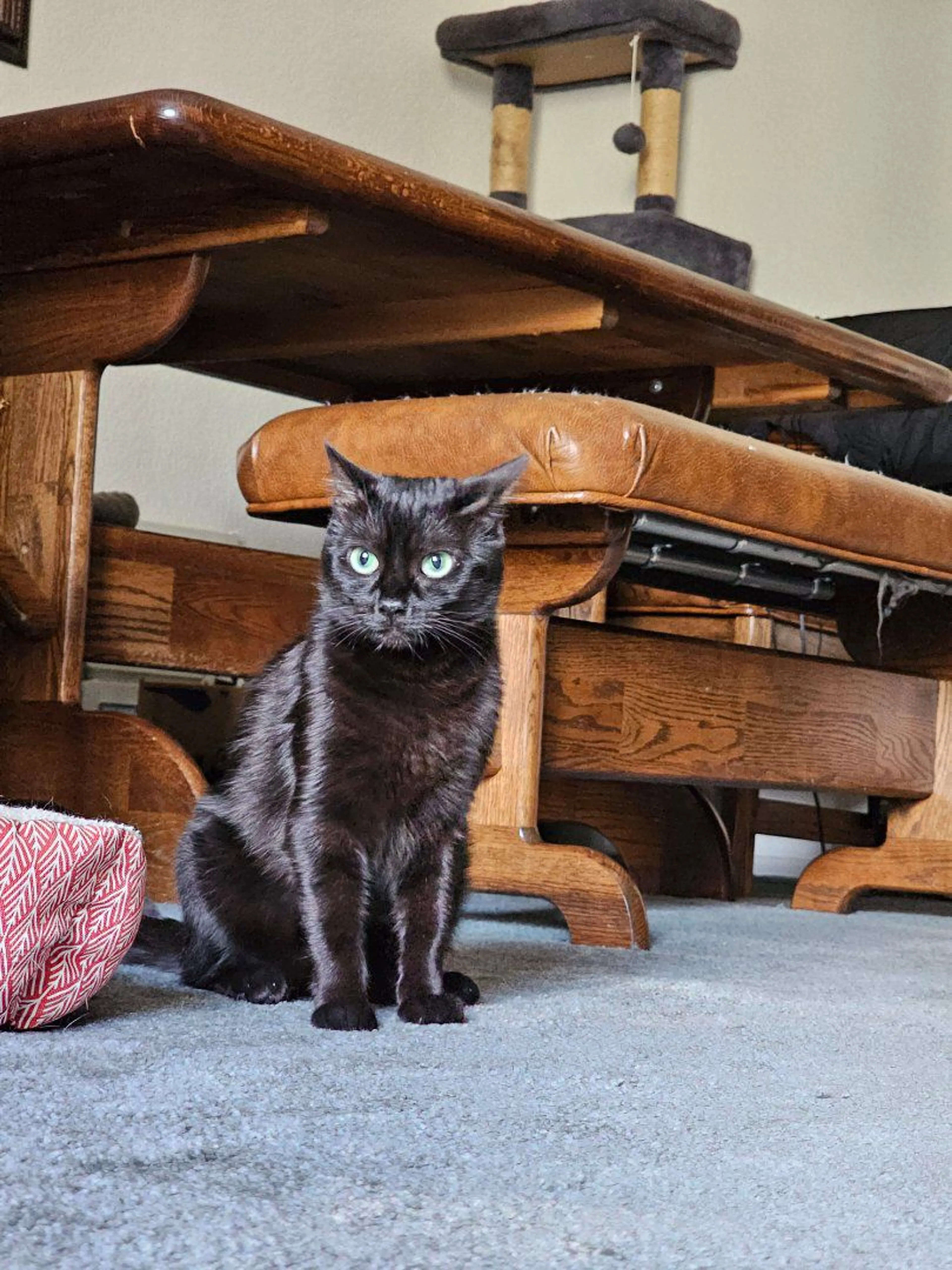 Lost pet-0