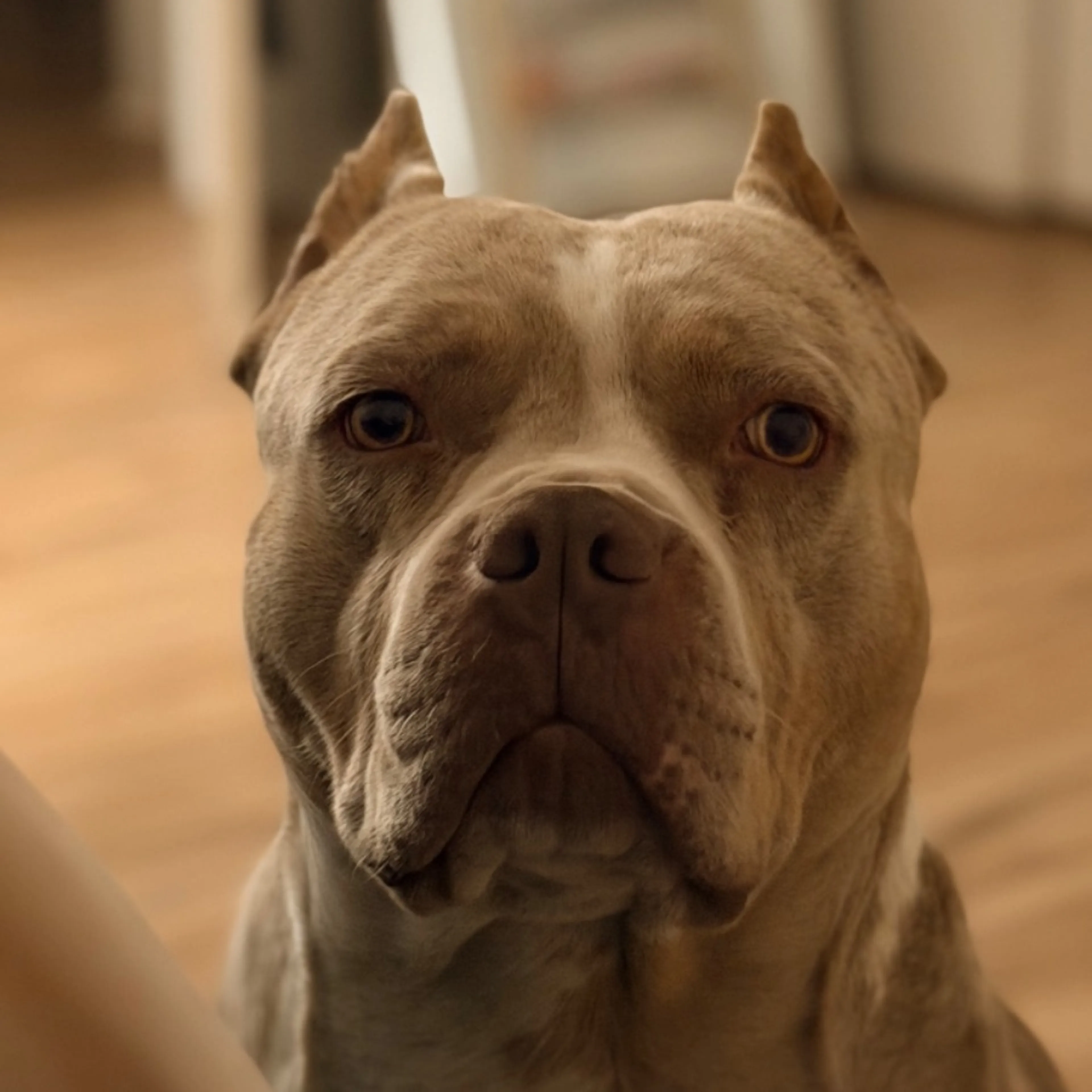 Lost pet