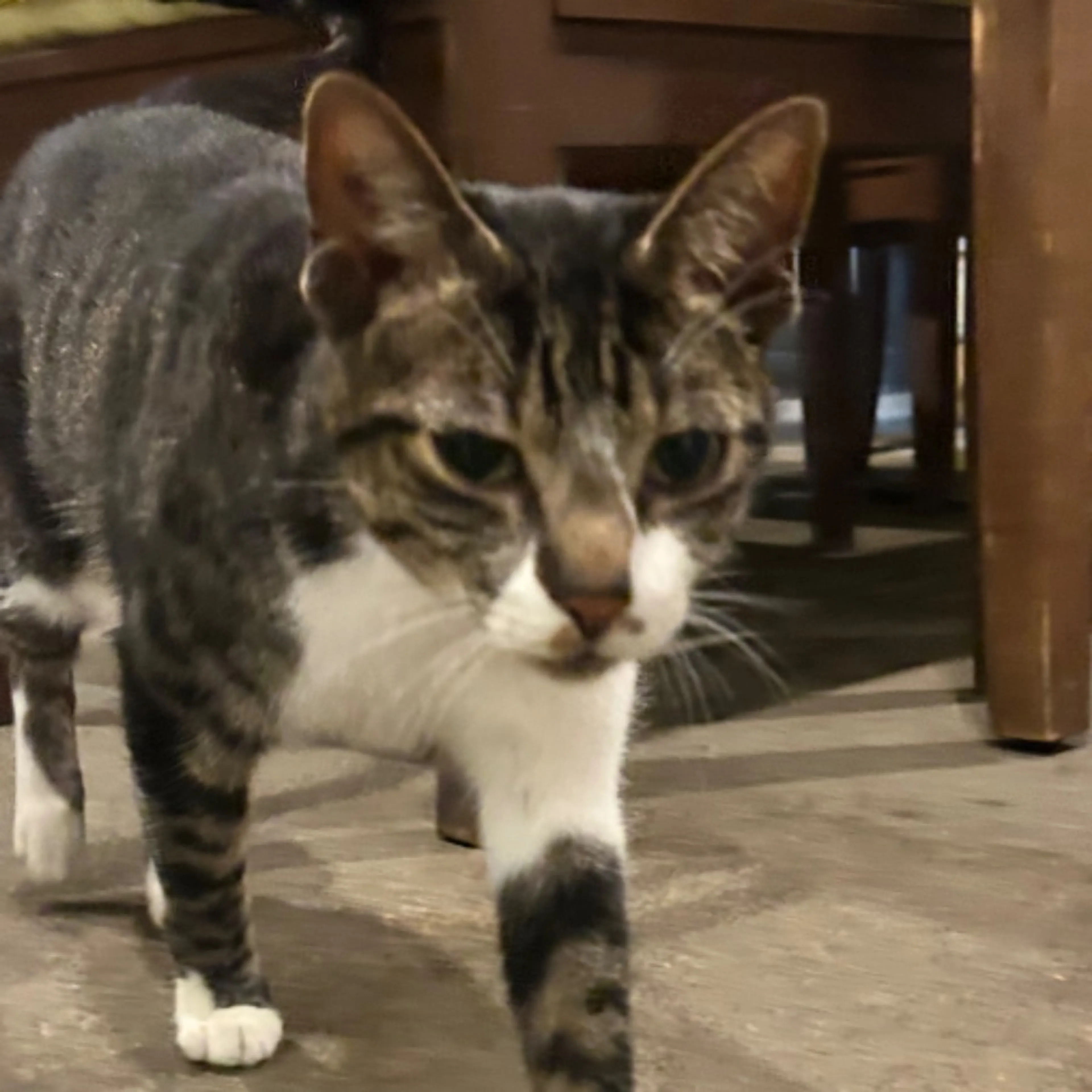 Found pet-0