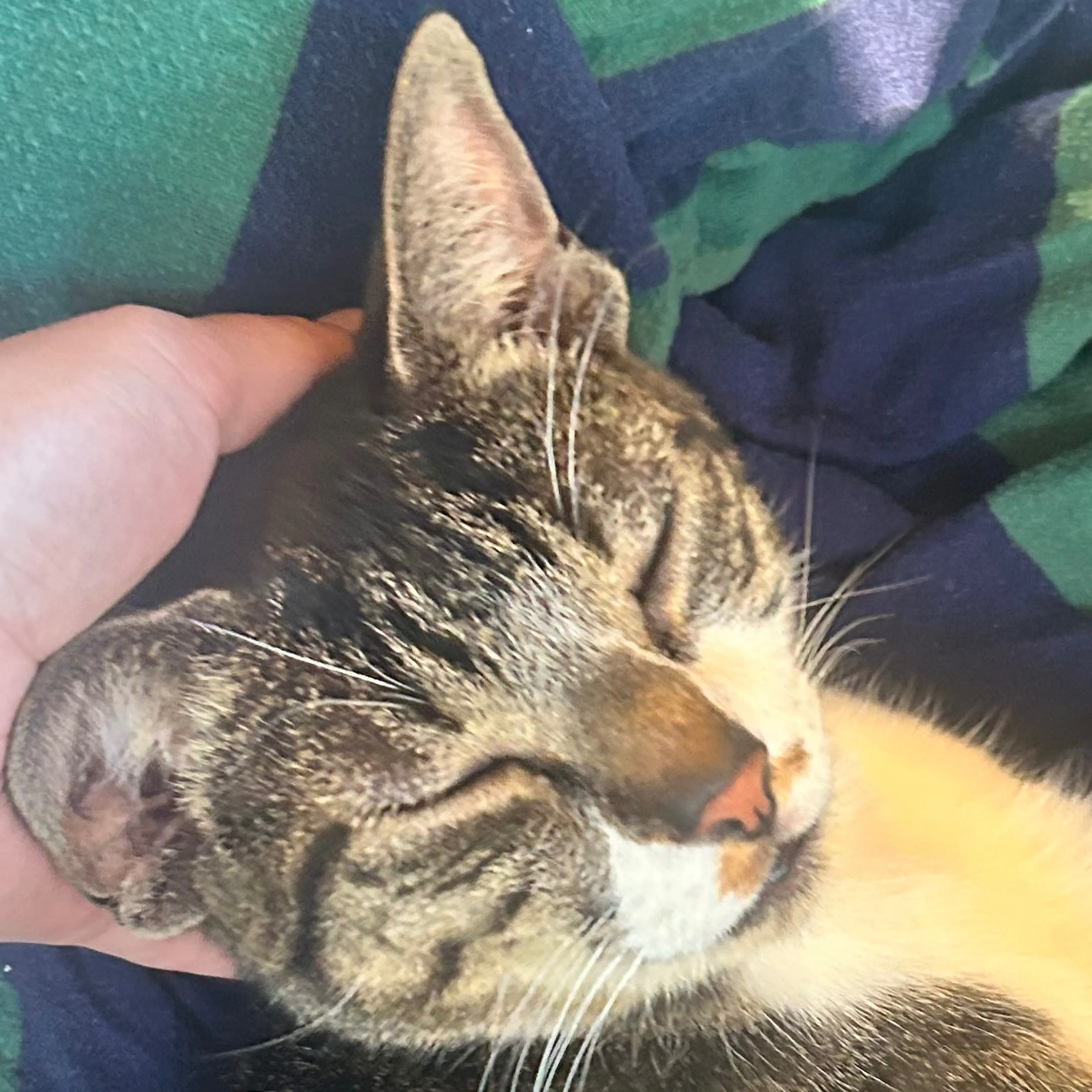 Found pet-2