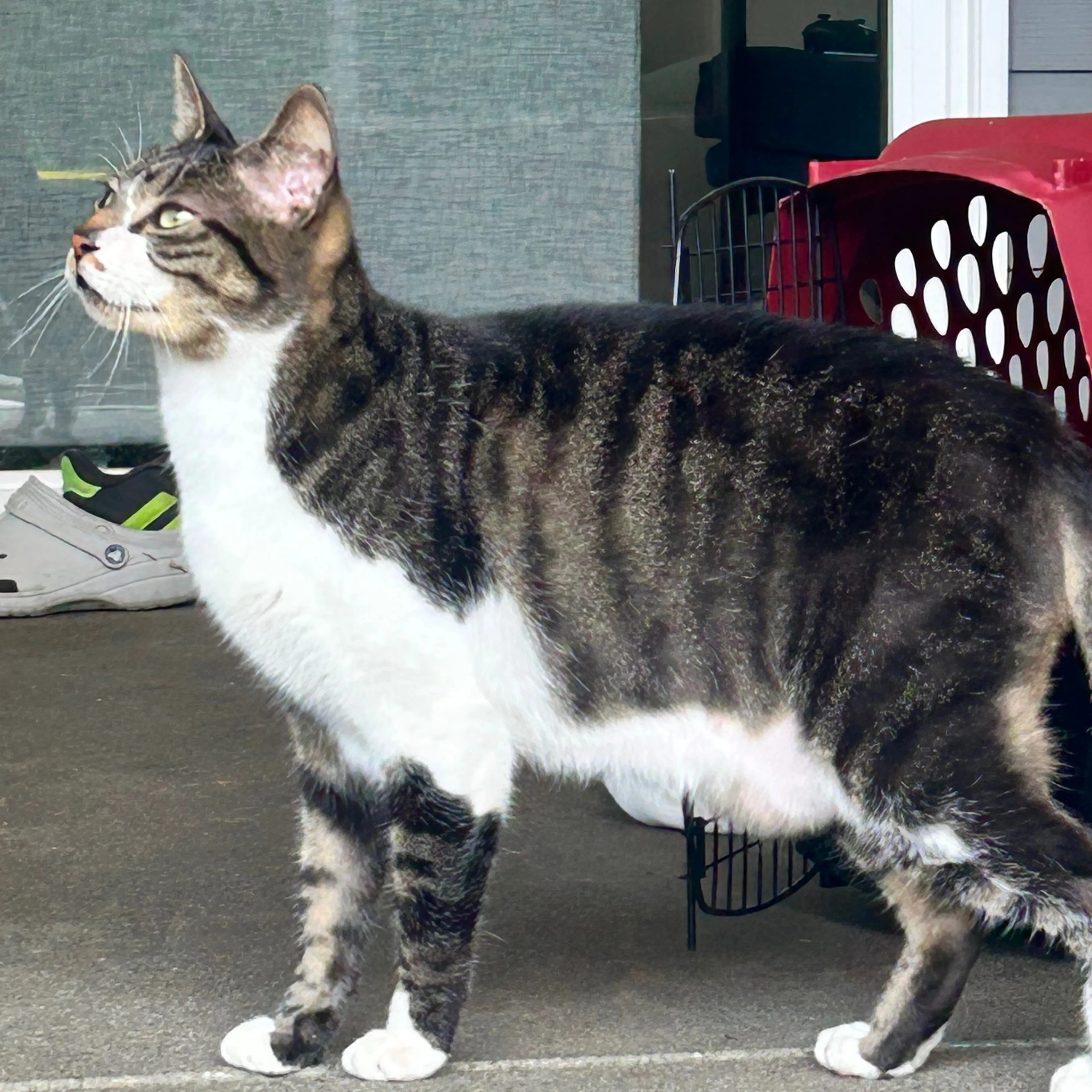 Found pet-1
