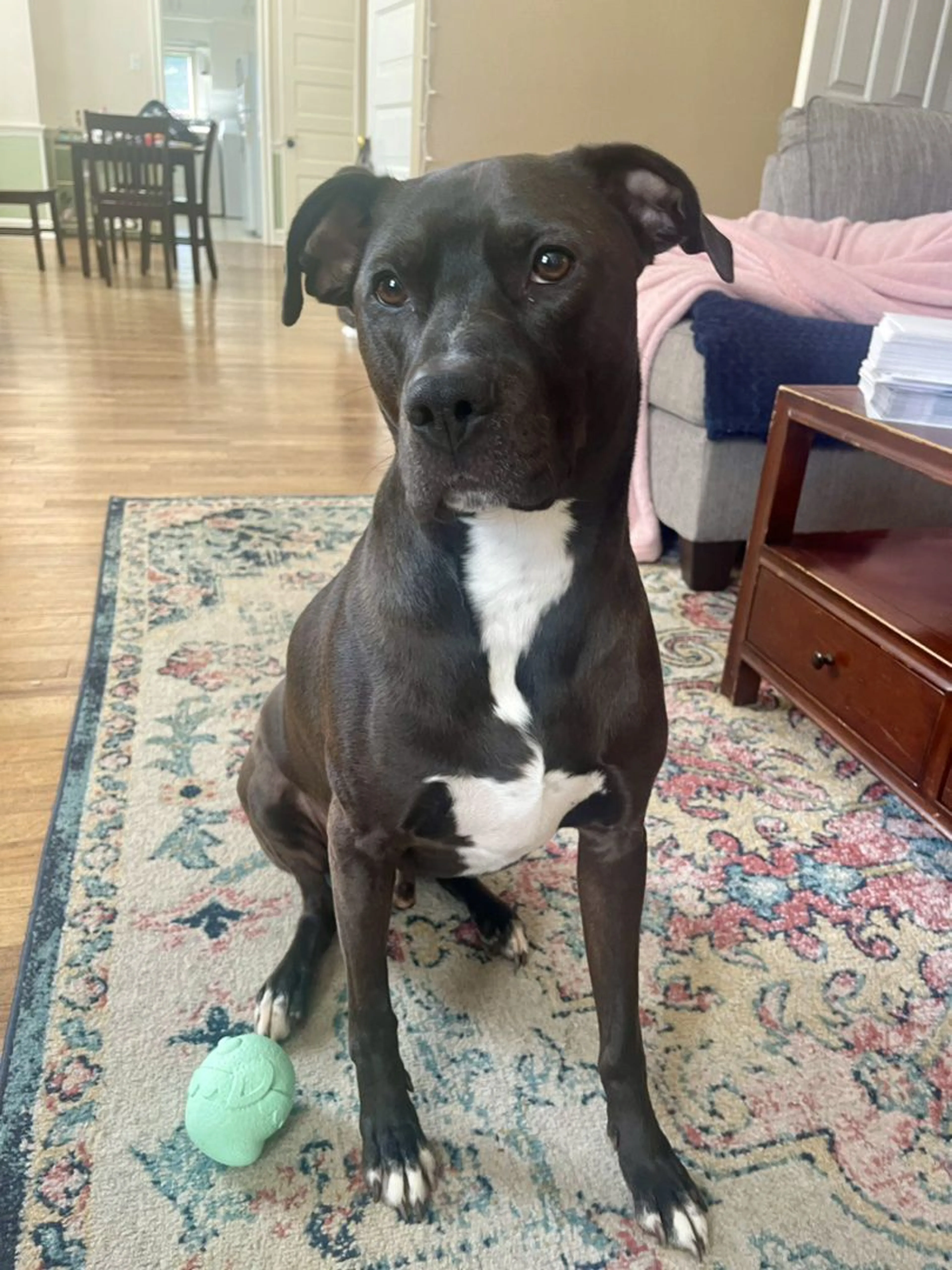 Lost pet