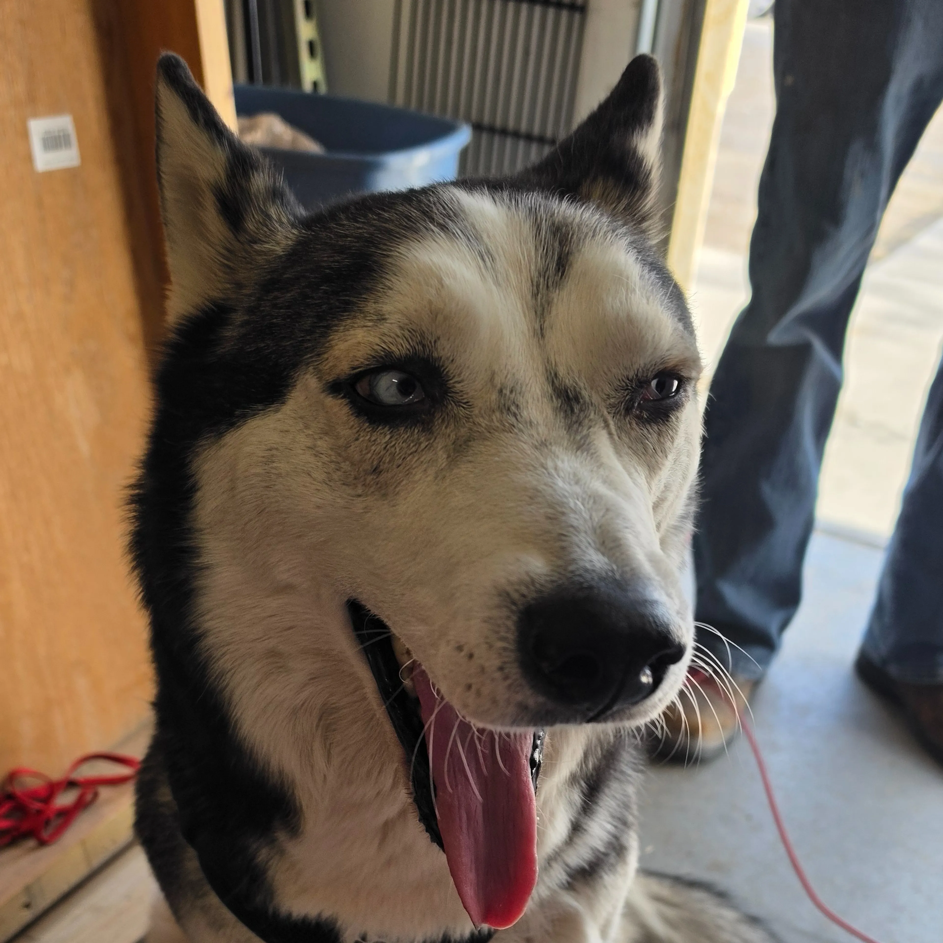 Lost pet-2