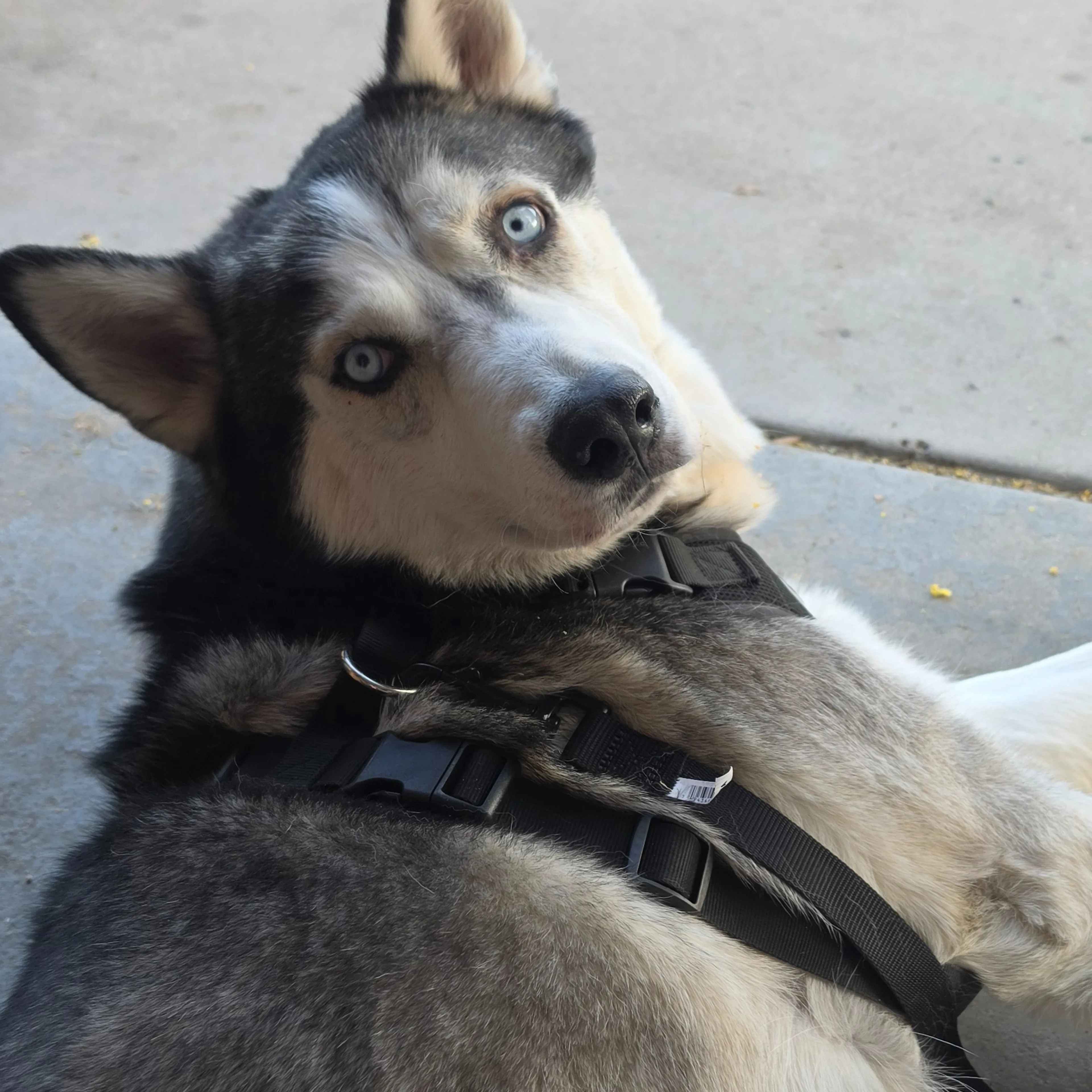 Lost pet-3