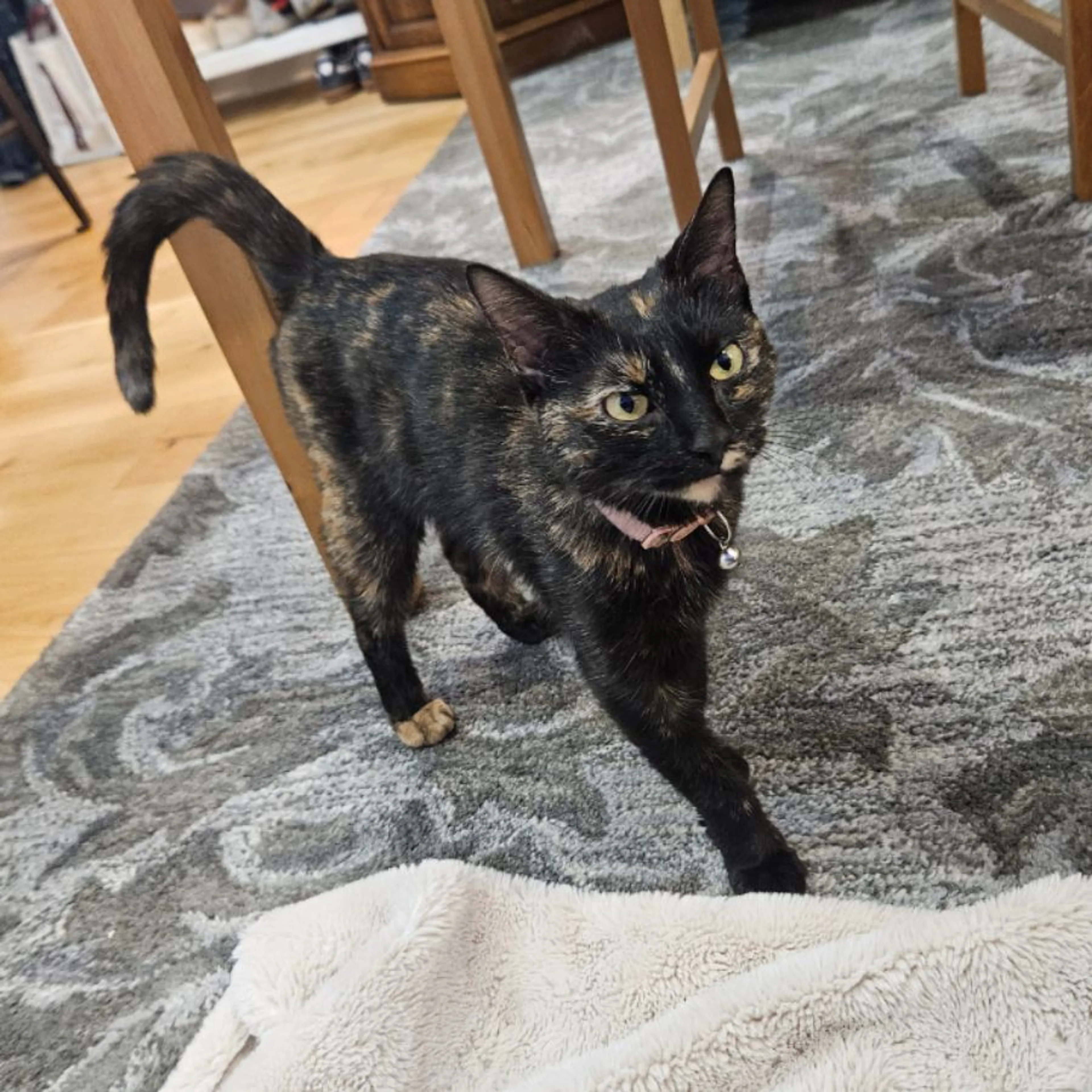 Found pet