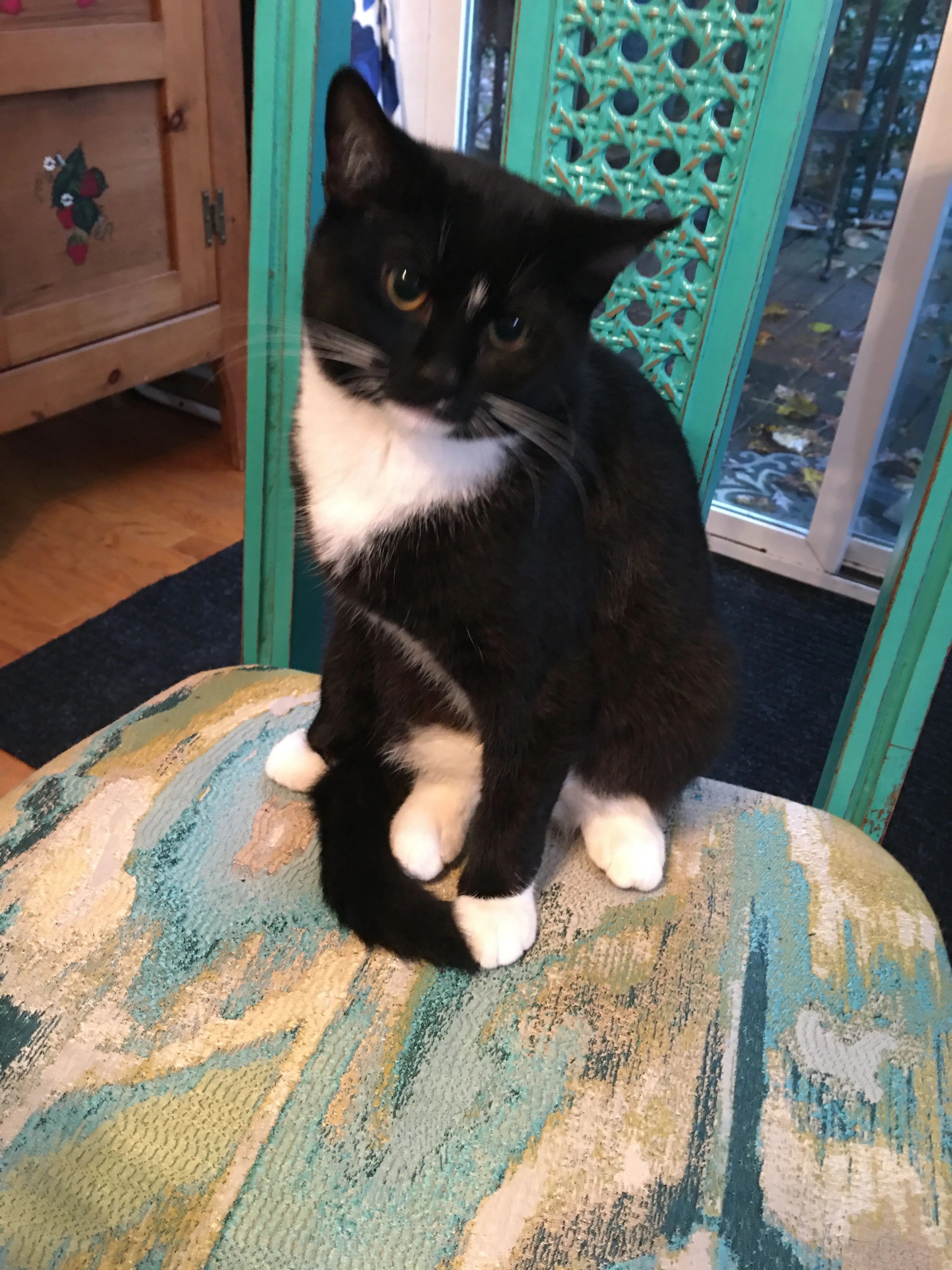 Lost pet-3