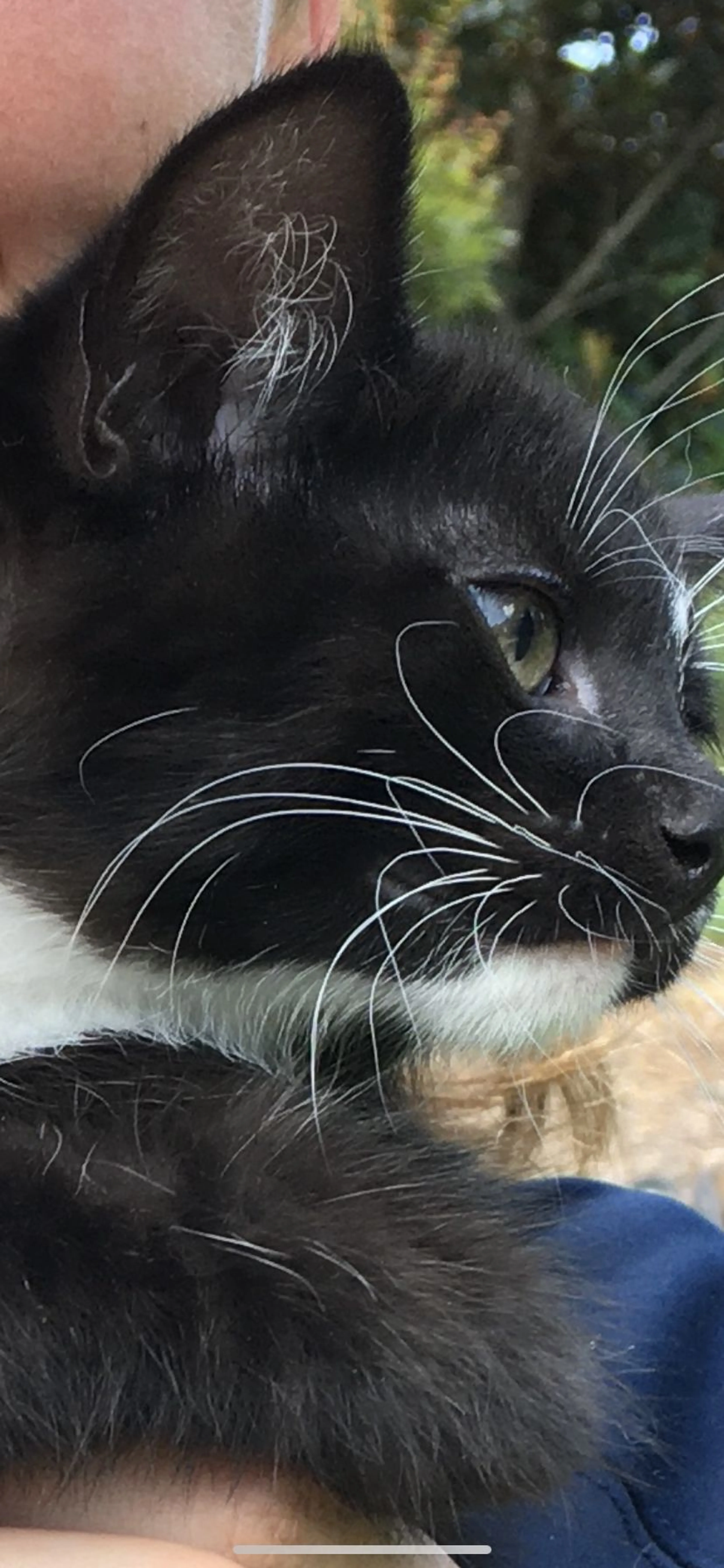 Lost pet-2