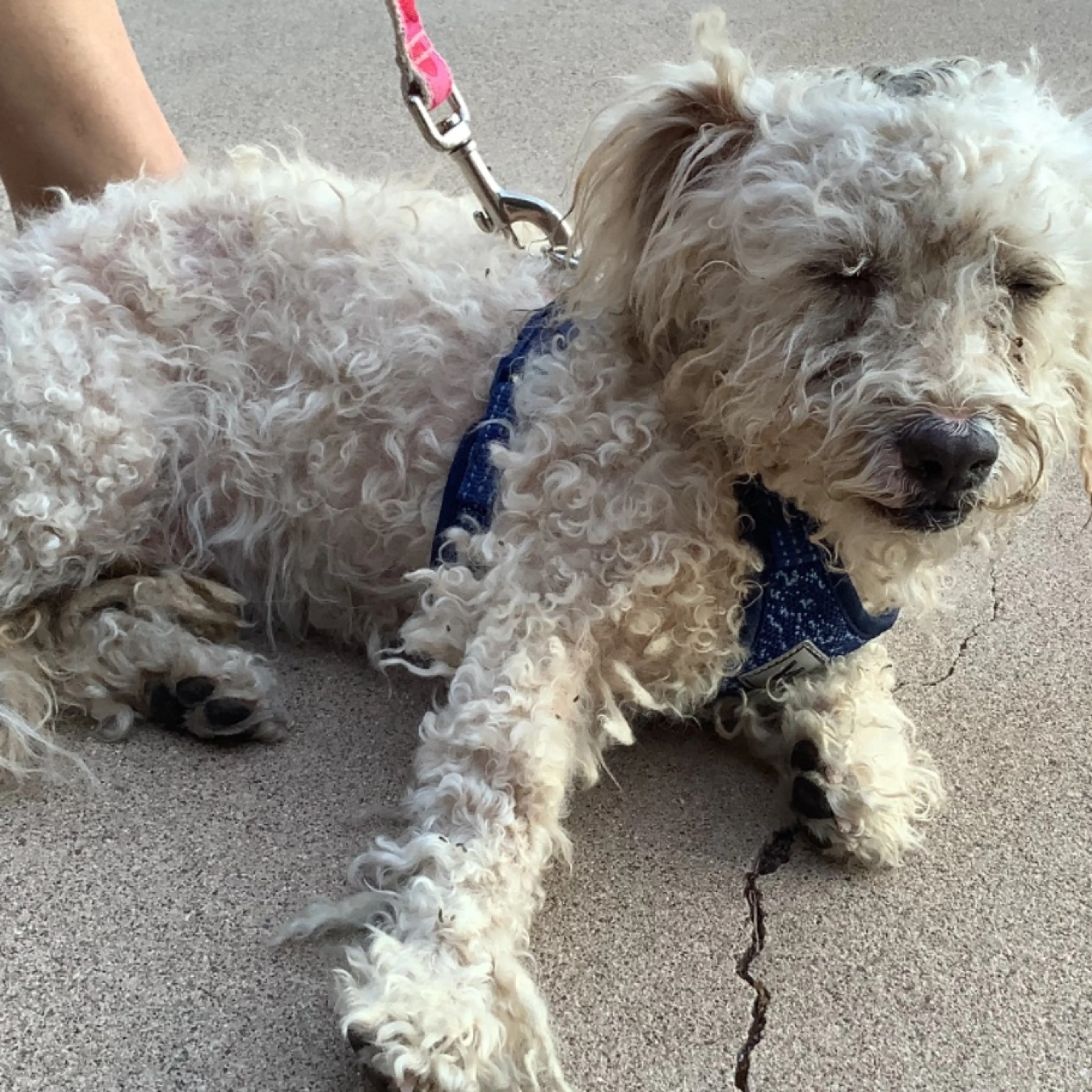Found pet