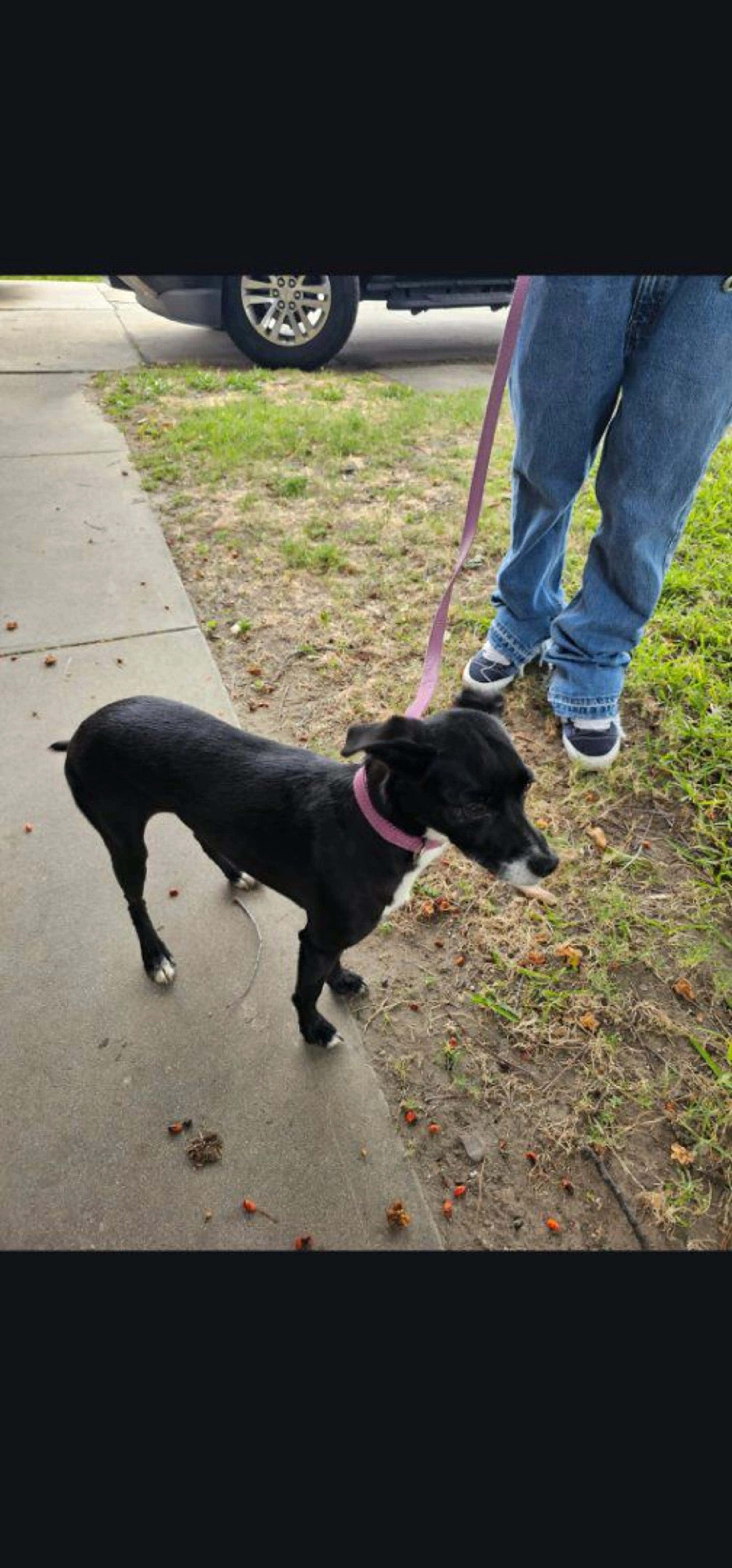 Lost pet-1