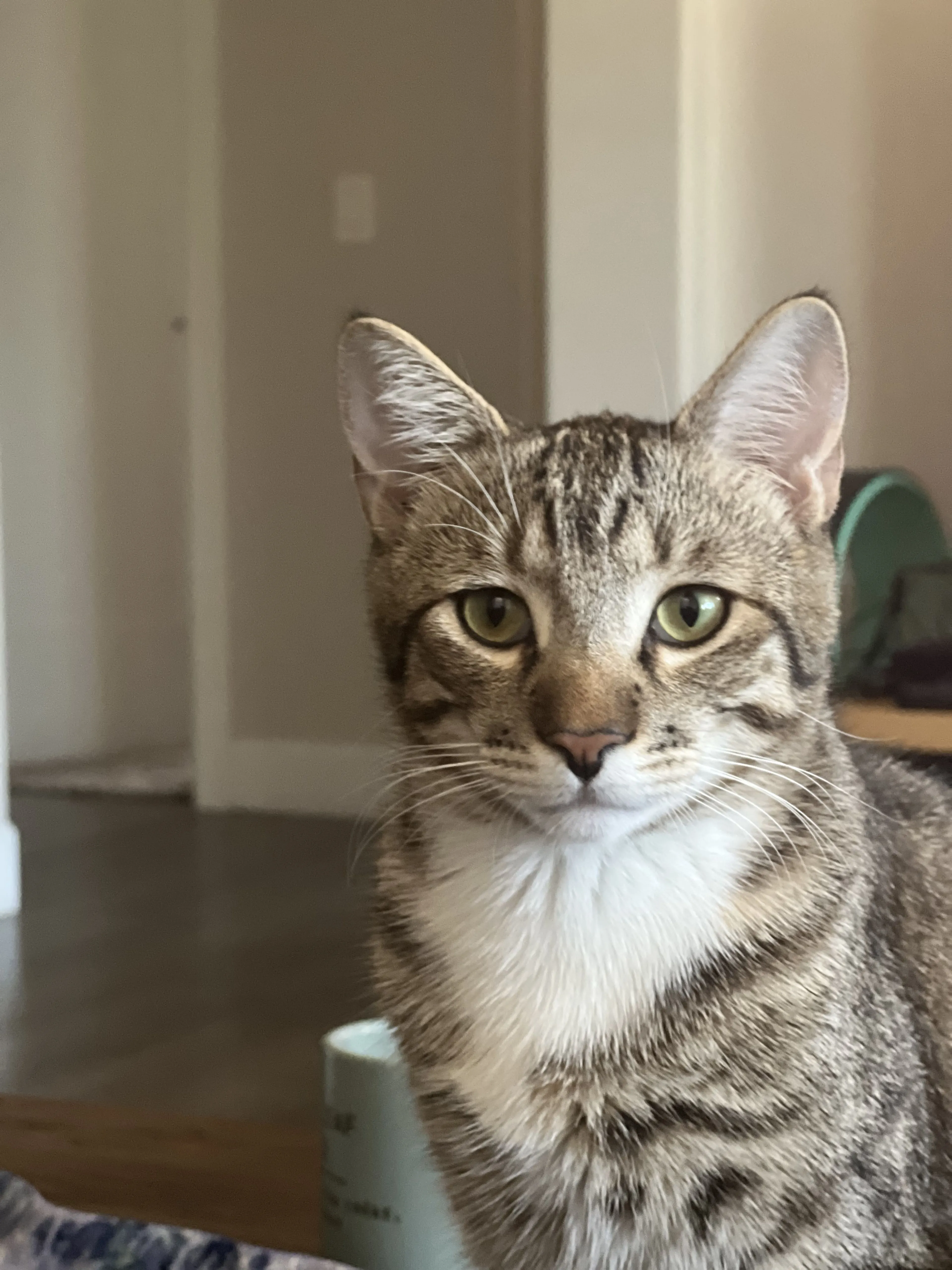 Lost pet-1