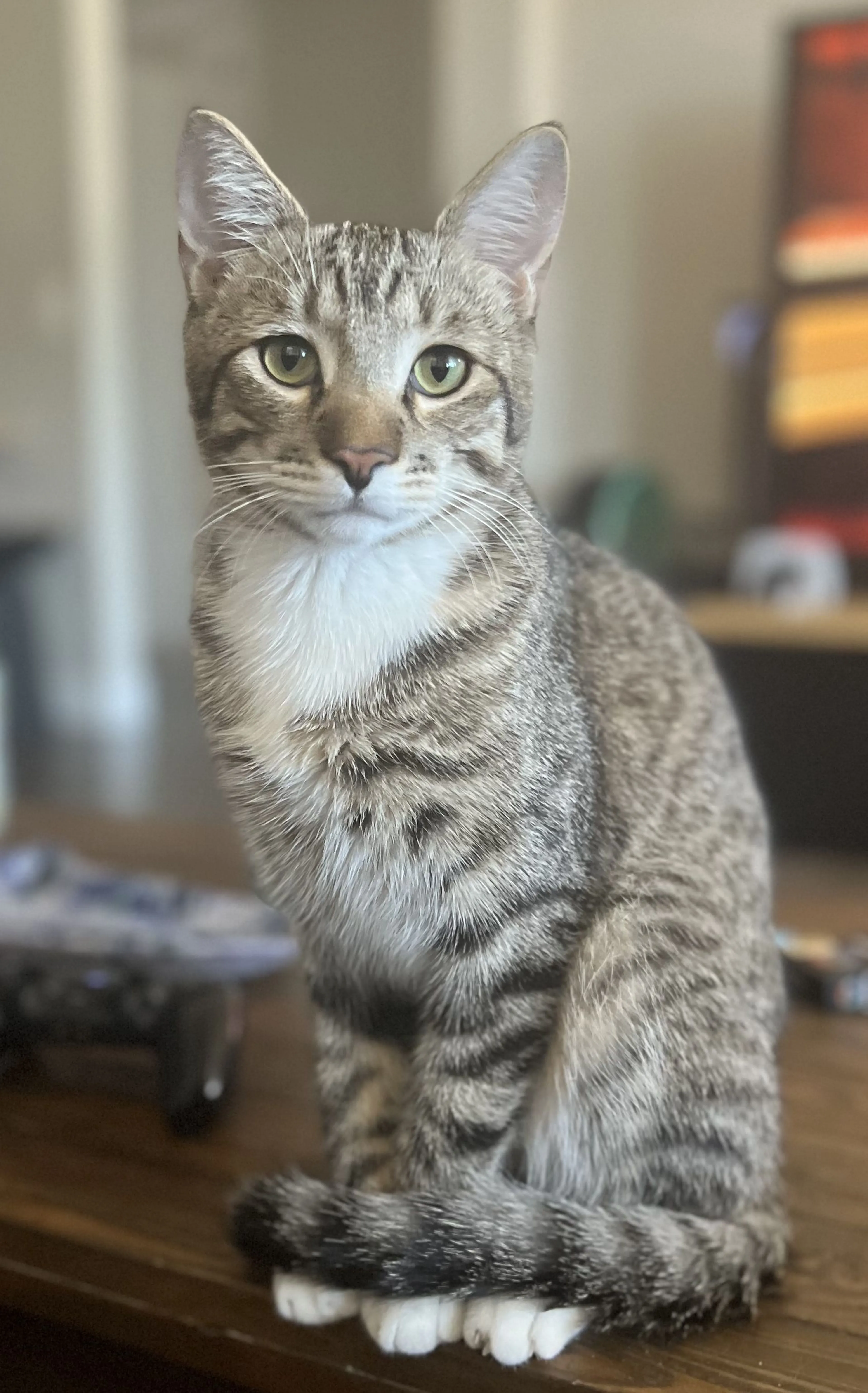 Lost pet-0