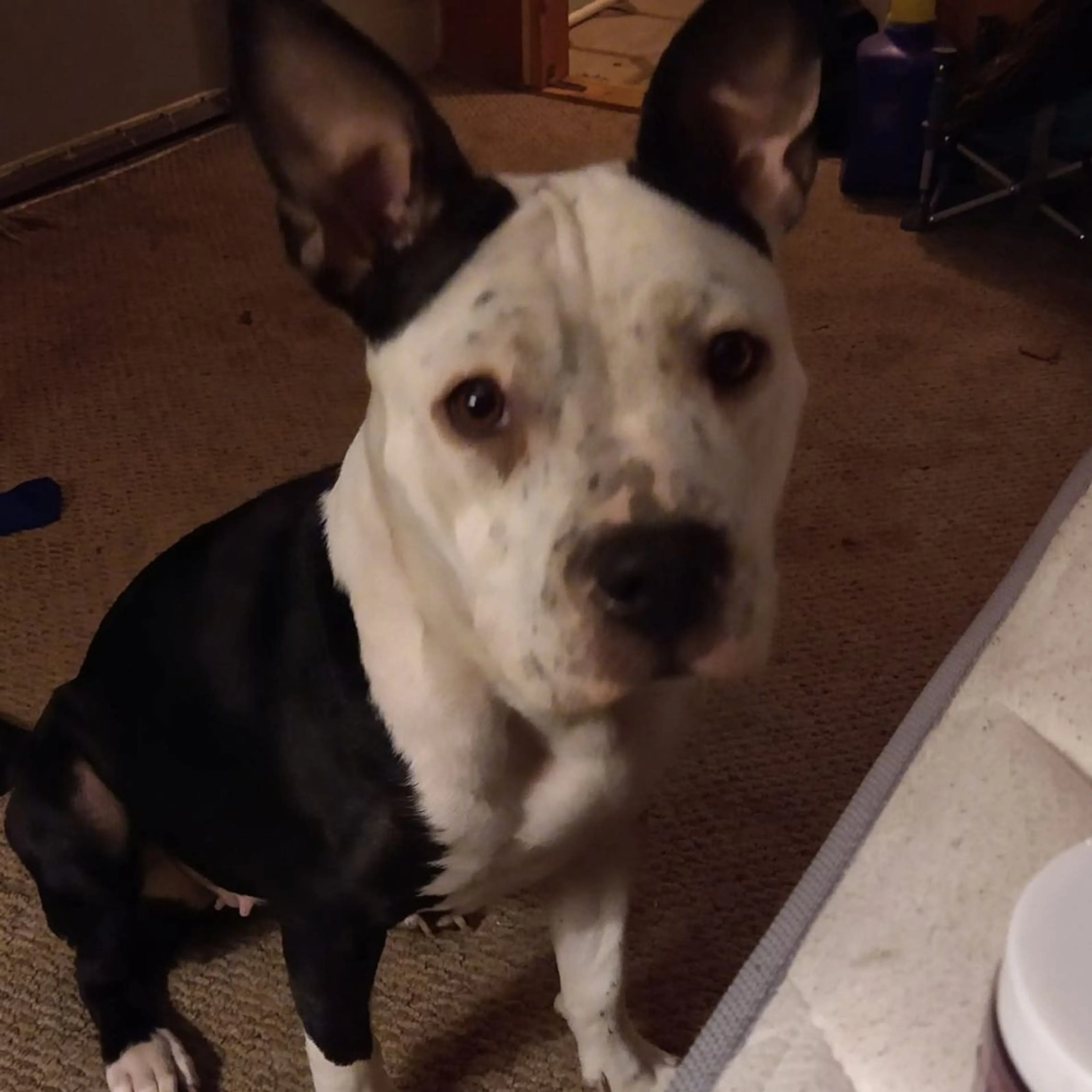 Lost pet