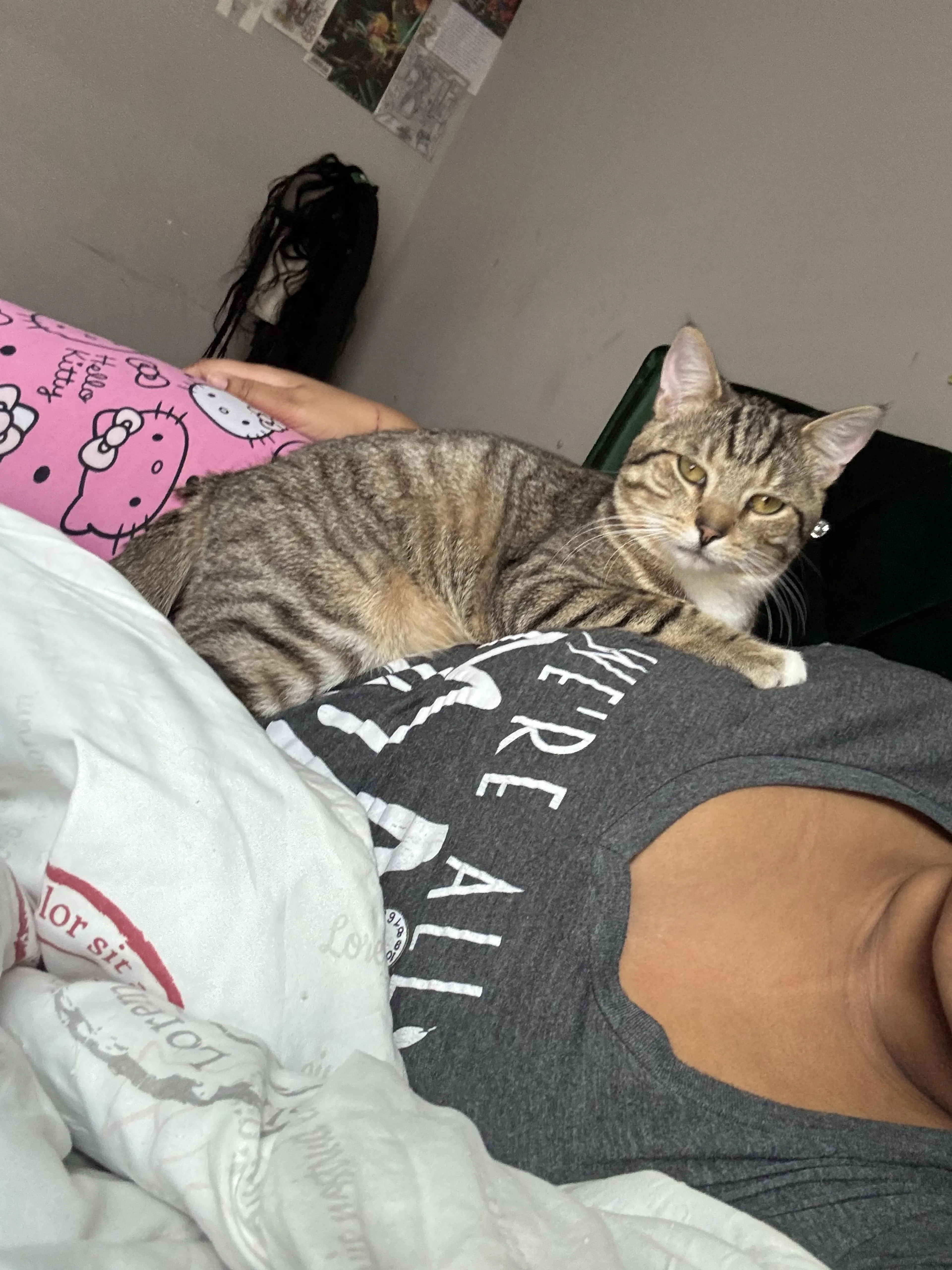 Lost pet-2