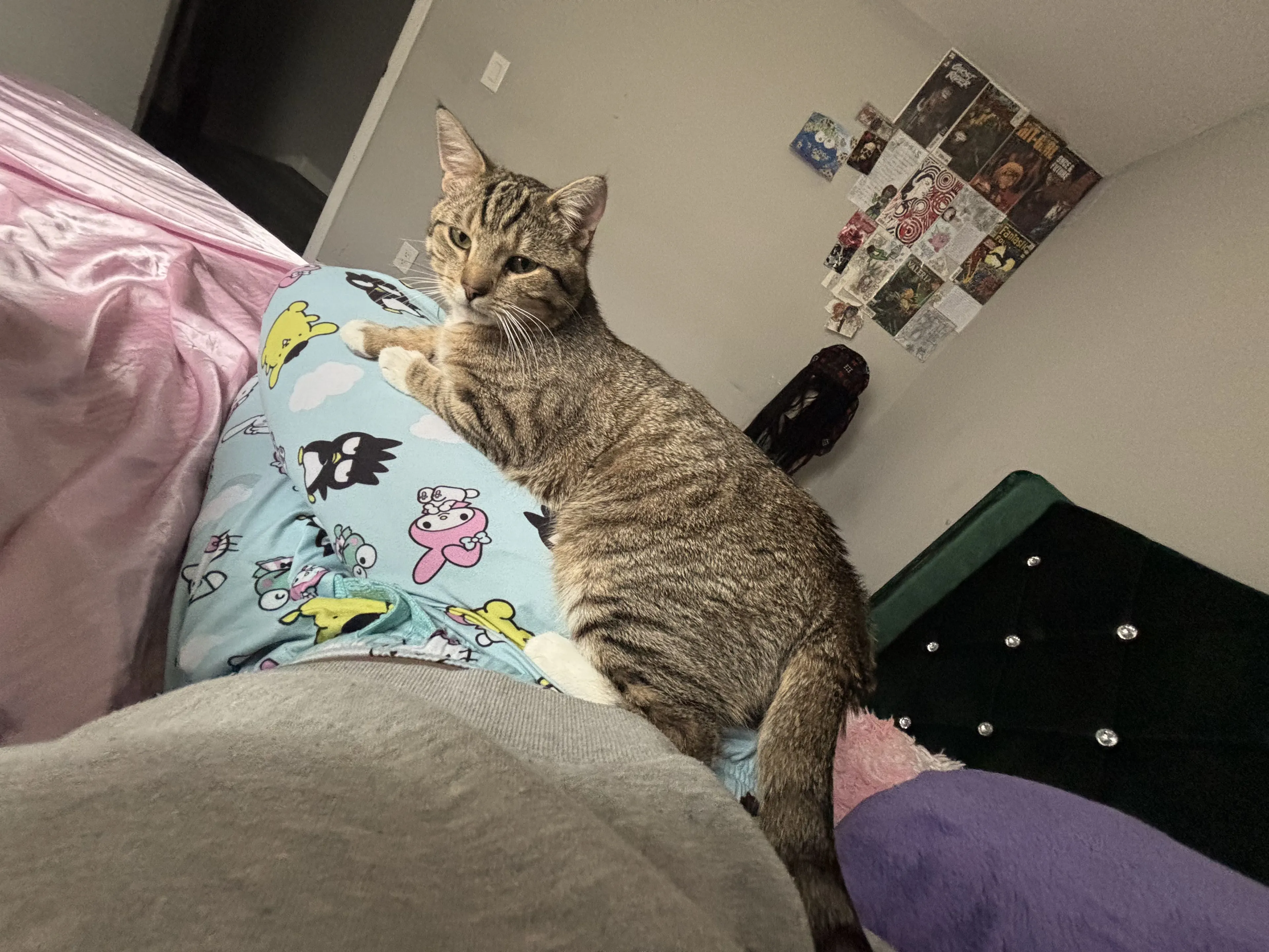 Lost pet-0