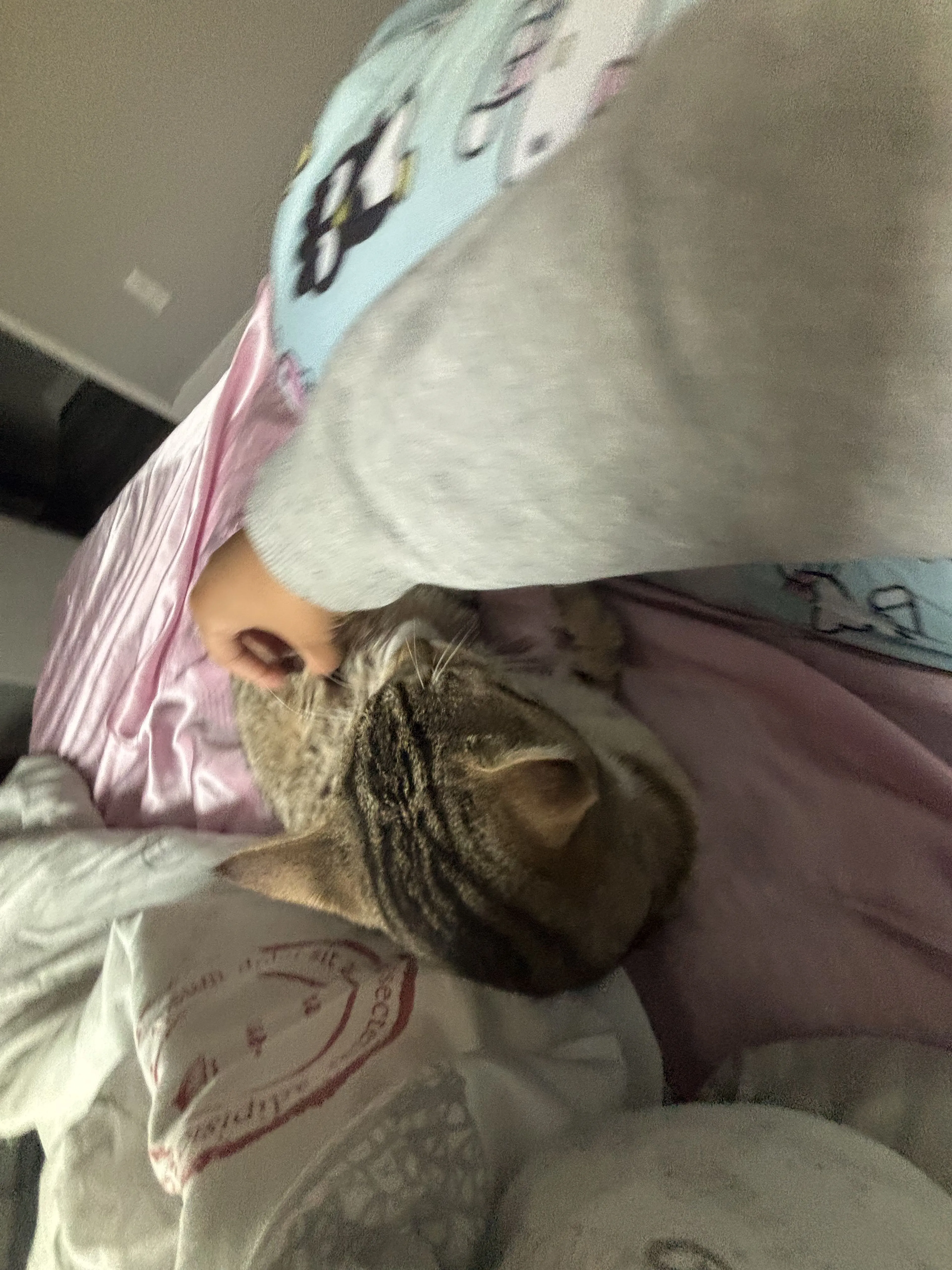Lost pet-1