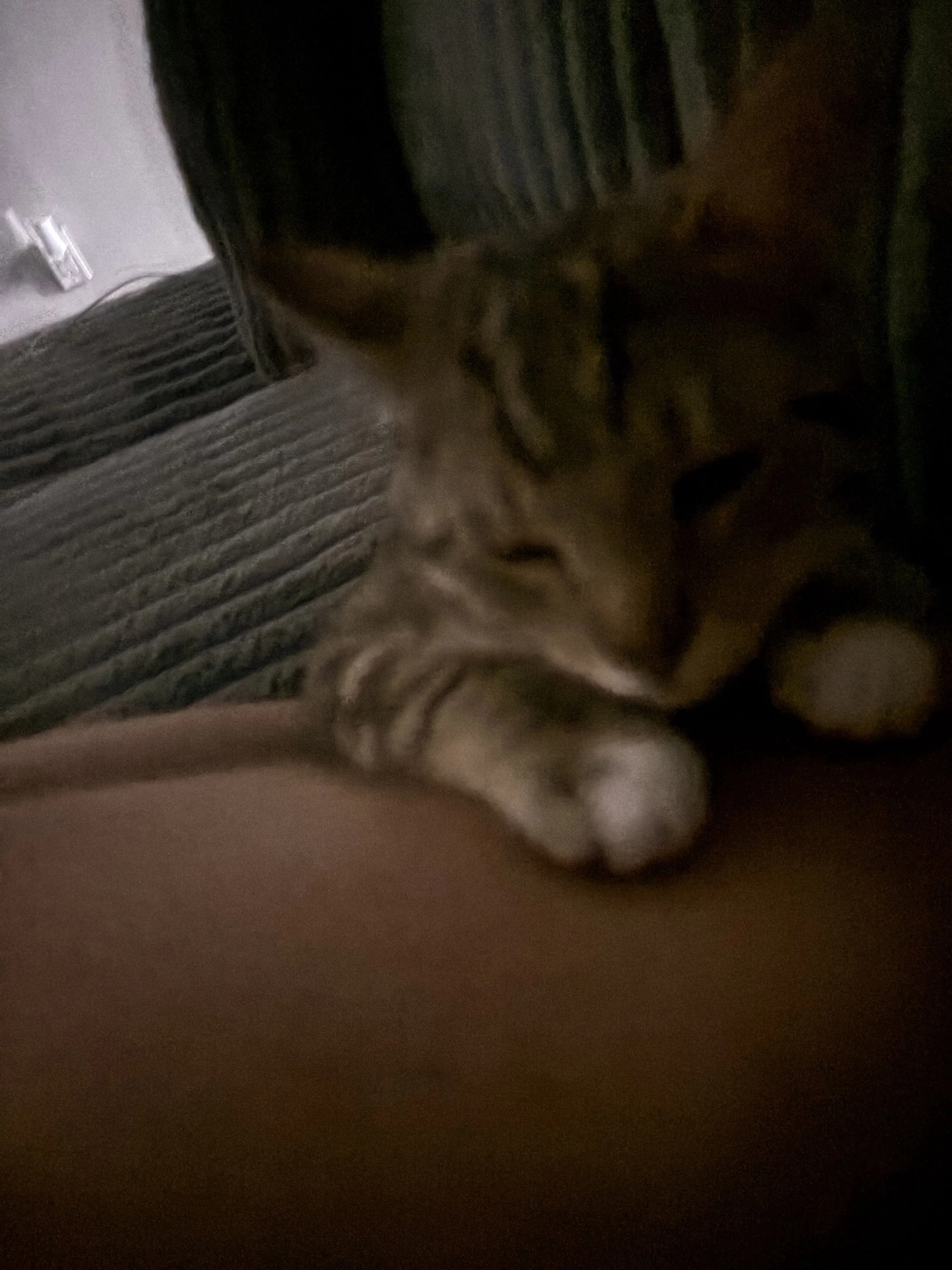 Lost pet-3