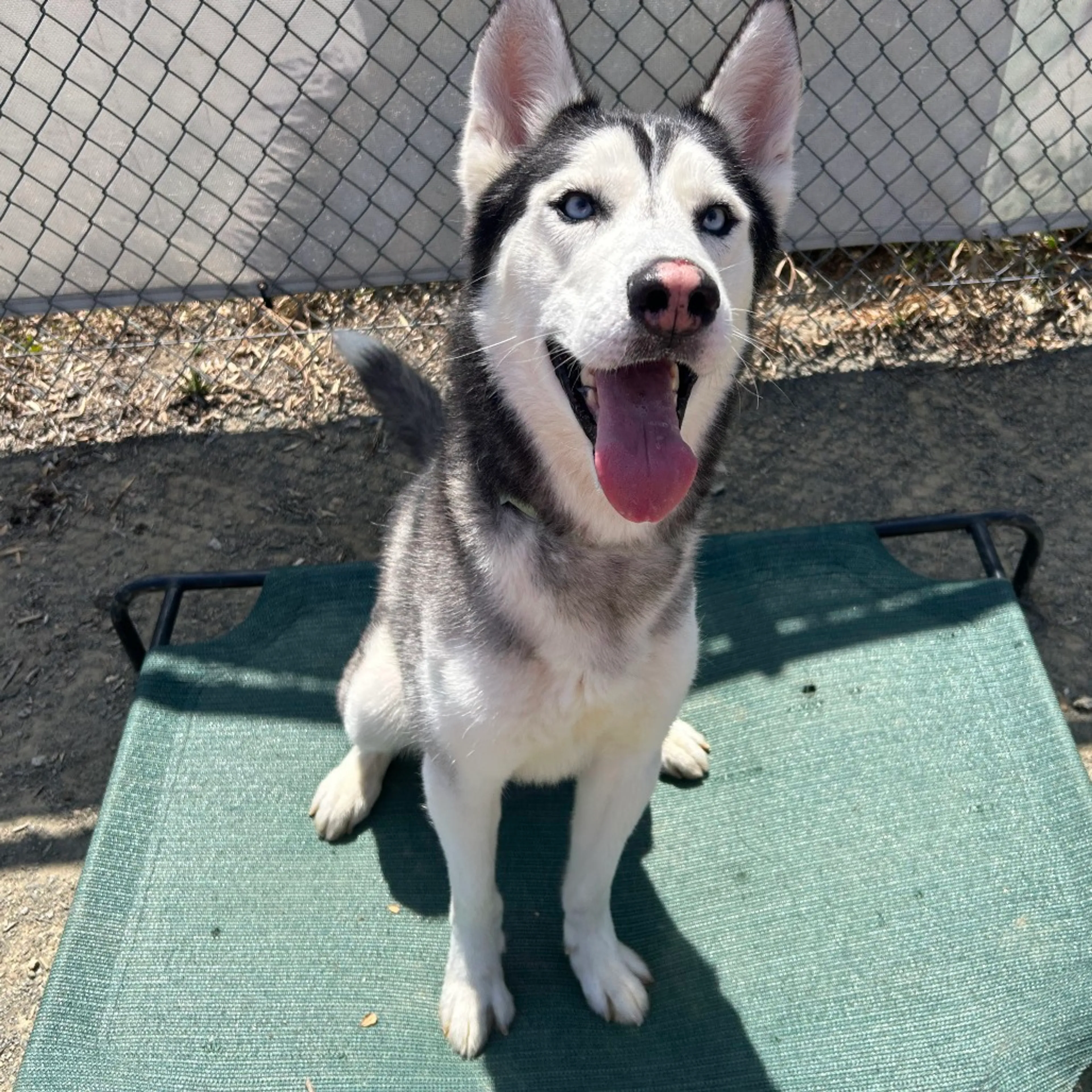Found pet