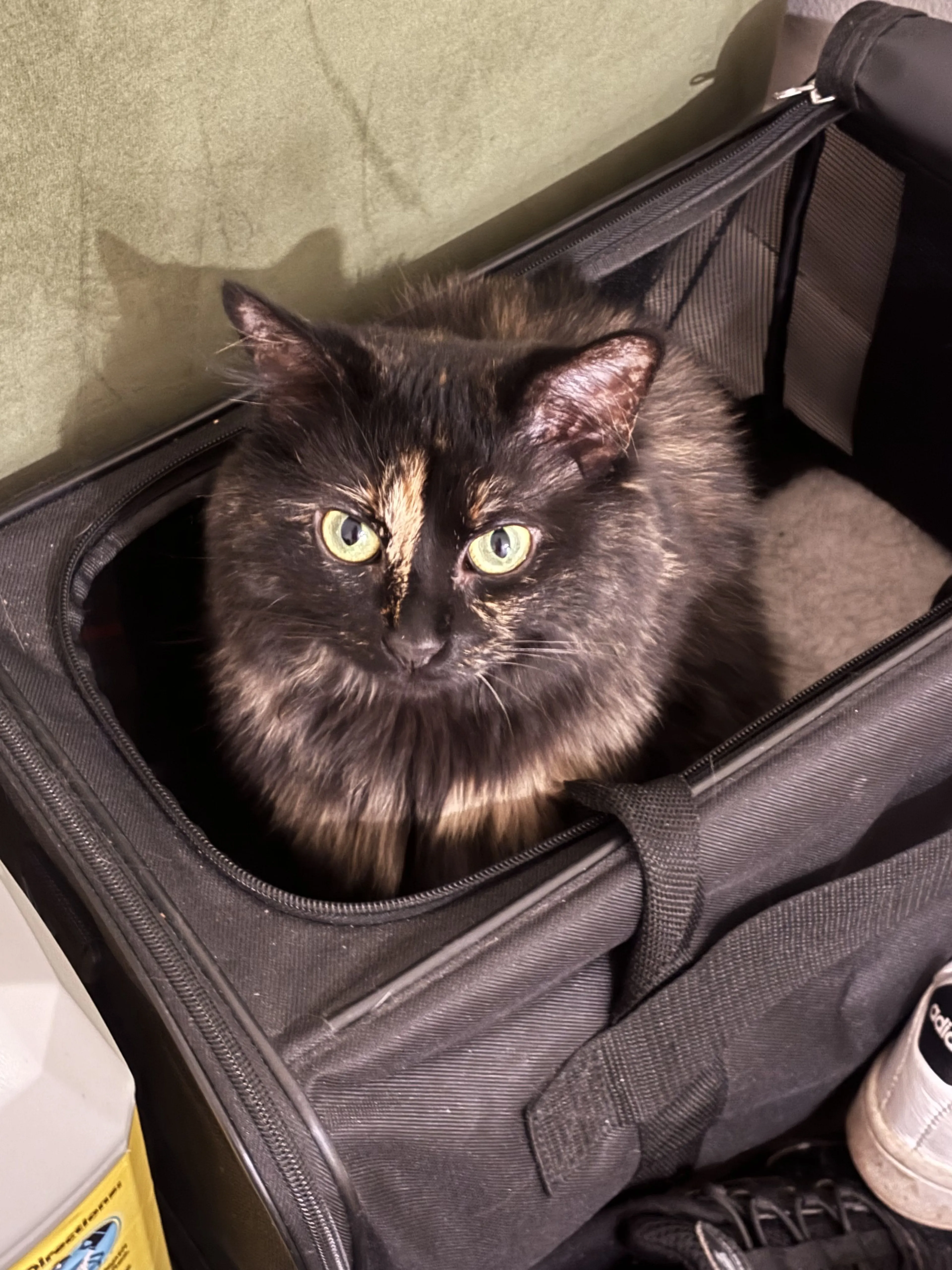 Lost pet-2
