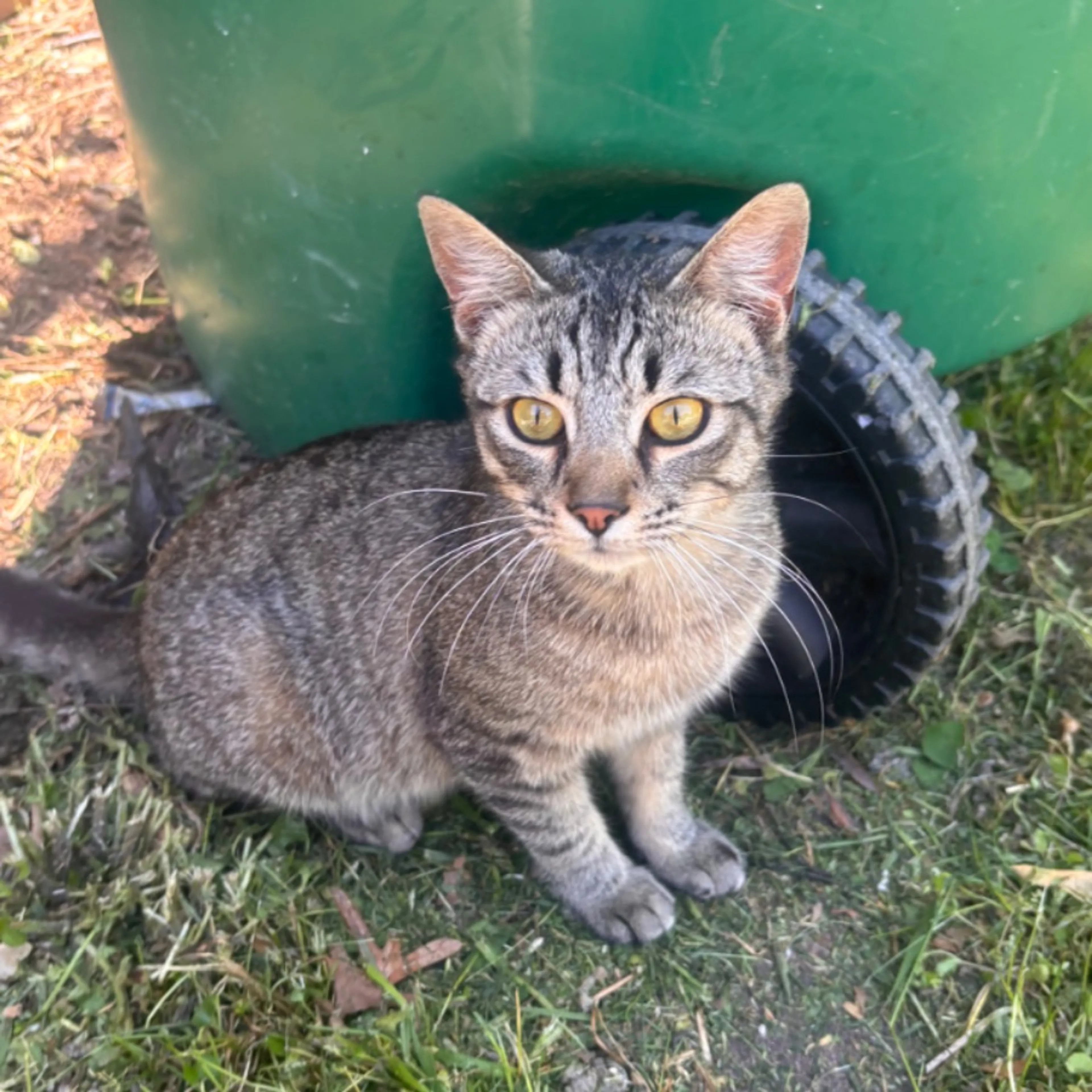 Lost pet-0