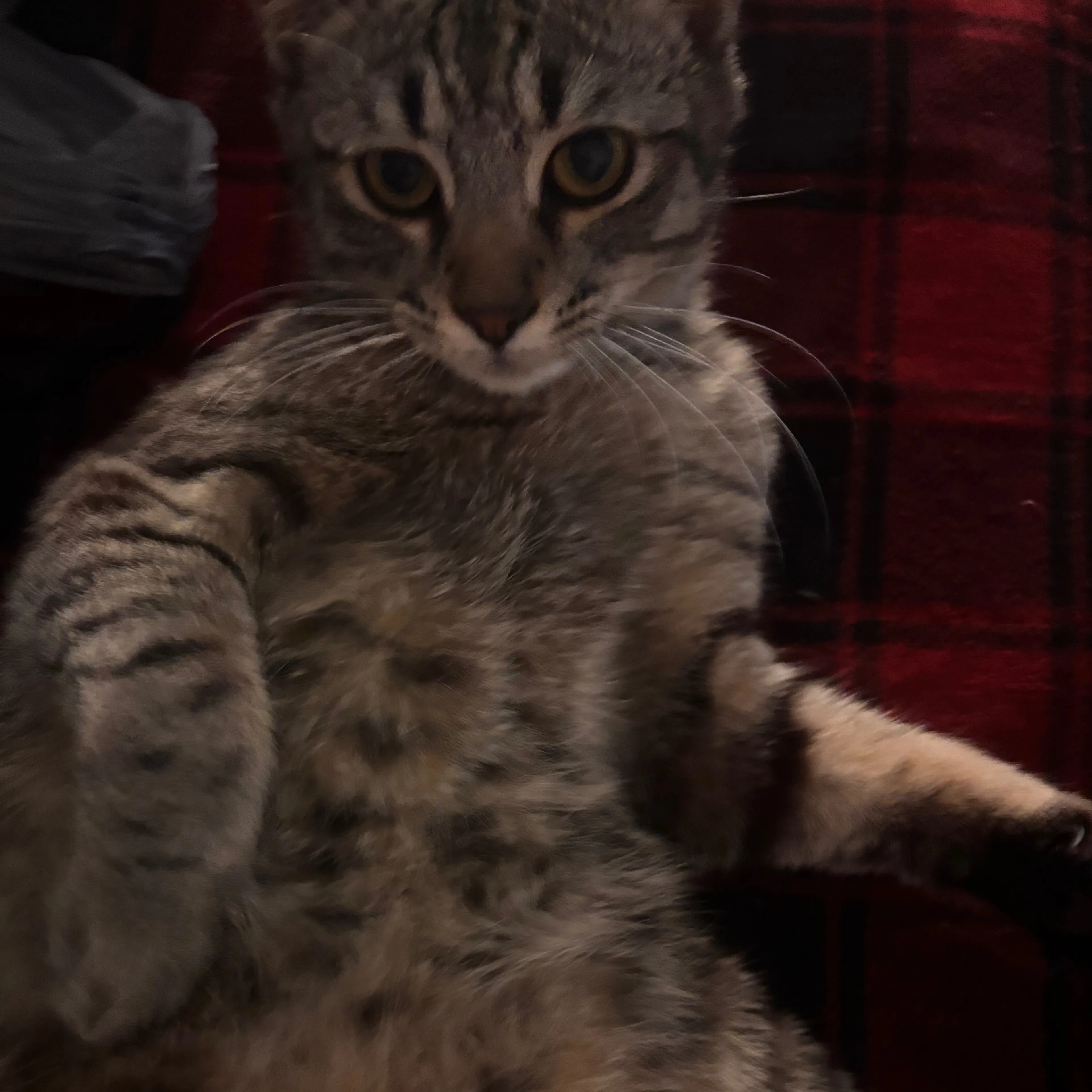 Lost pet-3